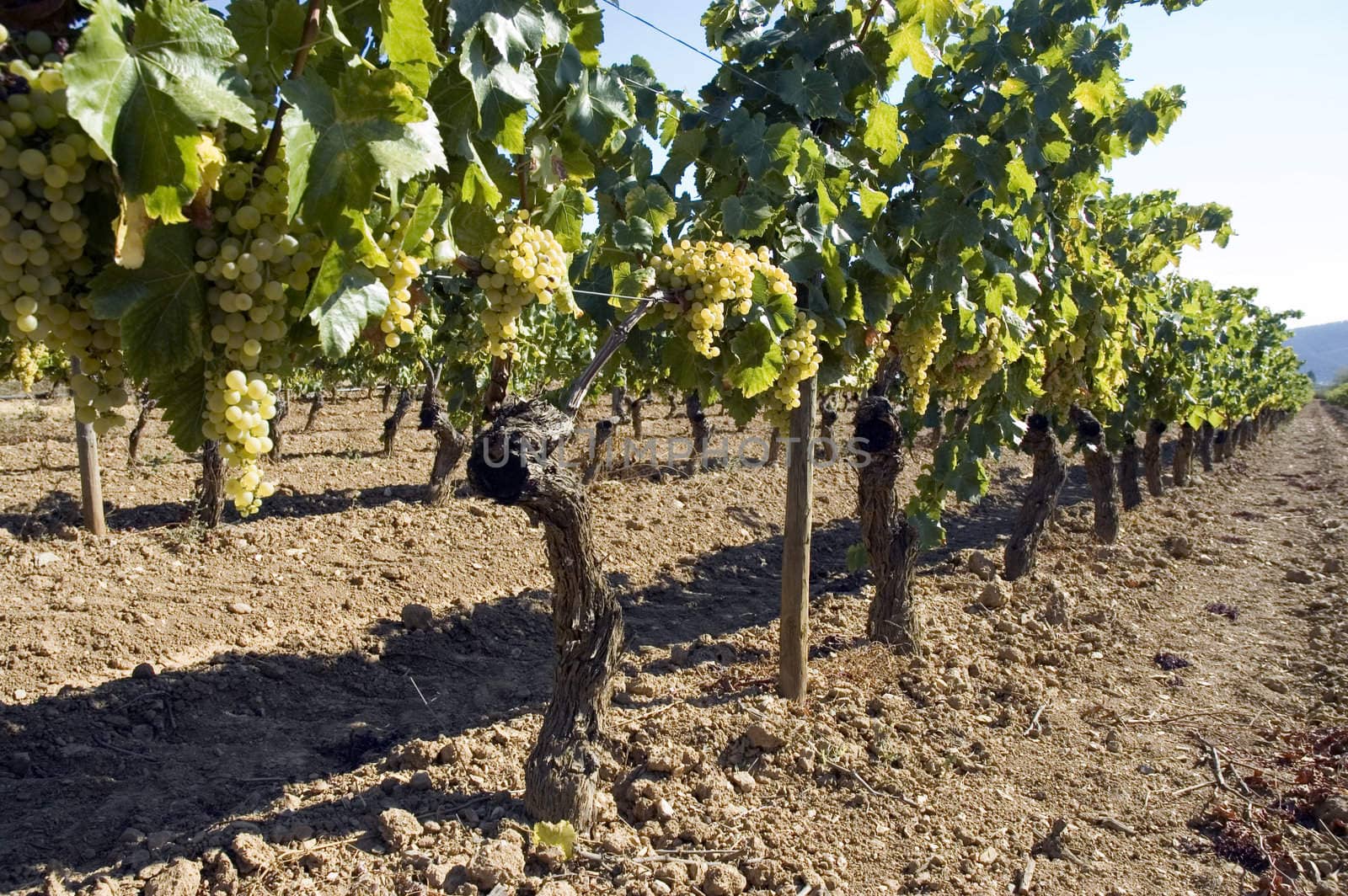 Rows of grape vines in vineyard.