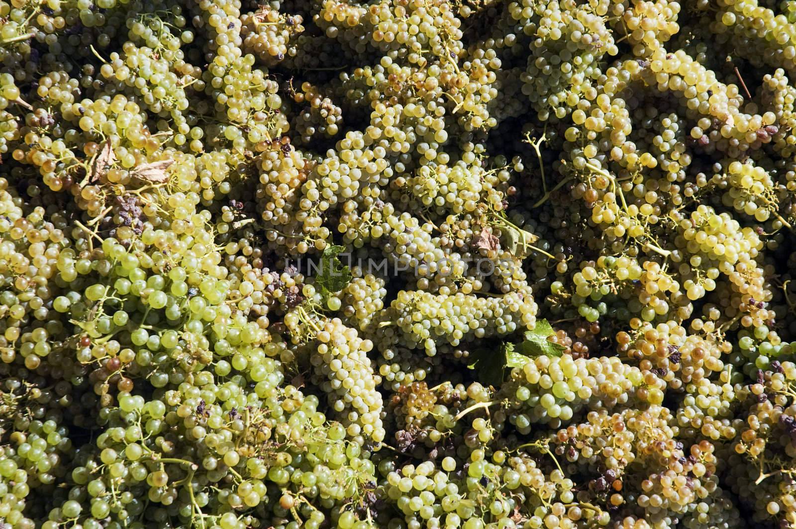 Bunches of freshly harvested white grapes