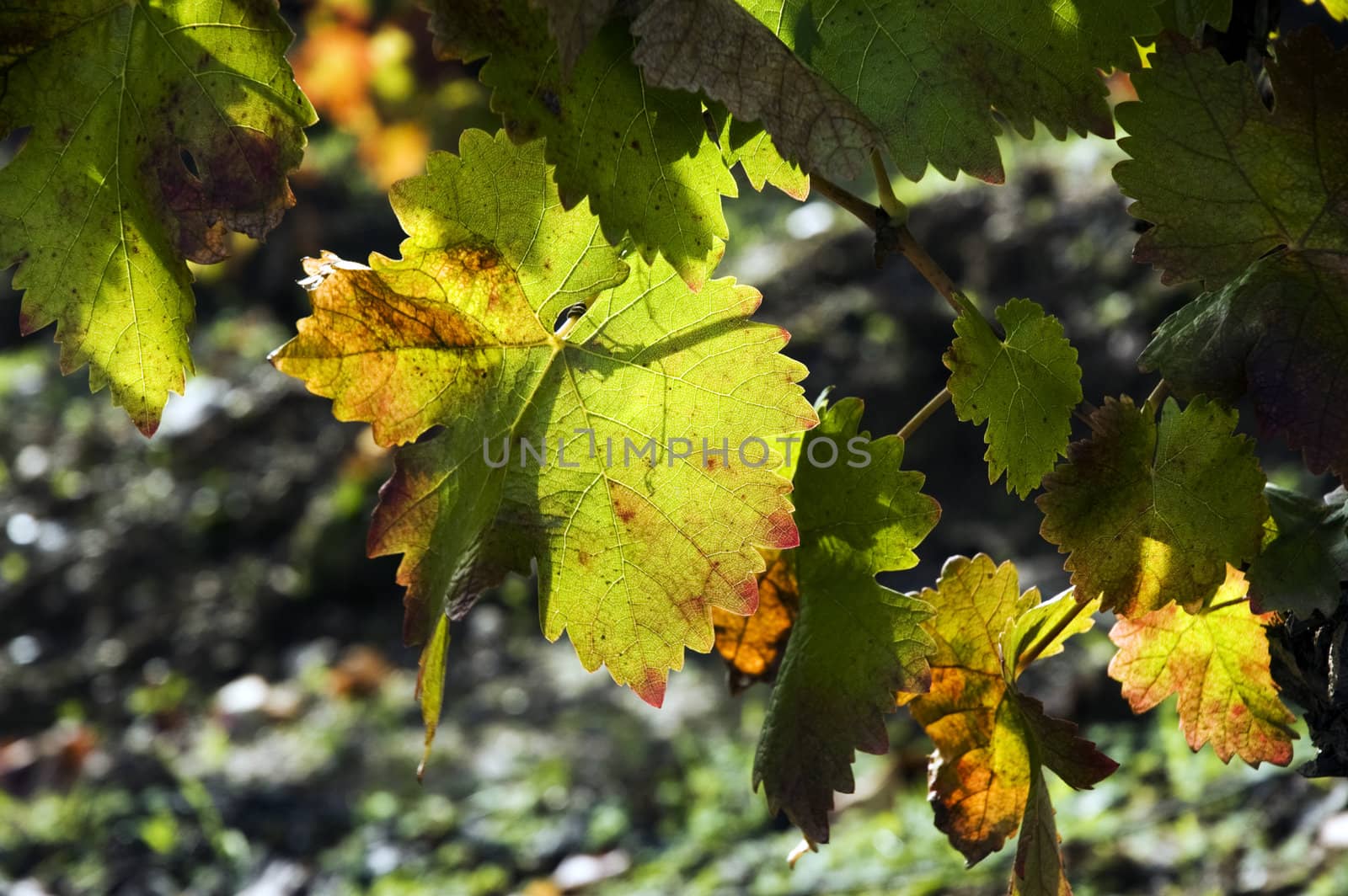 A closeup view of green leaves on a vine, showing signs of autumn colors around the edges.