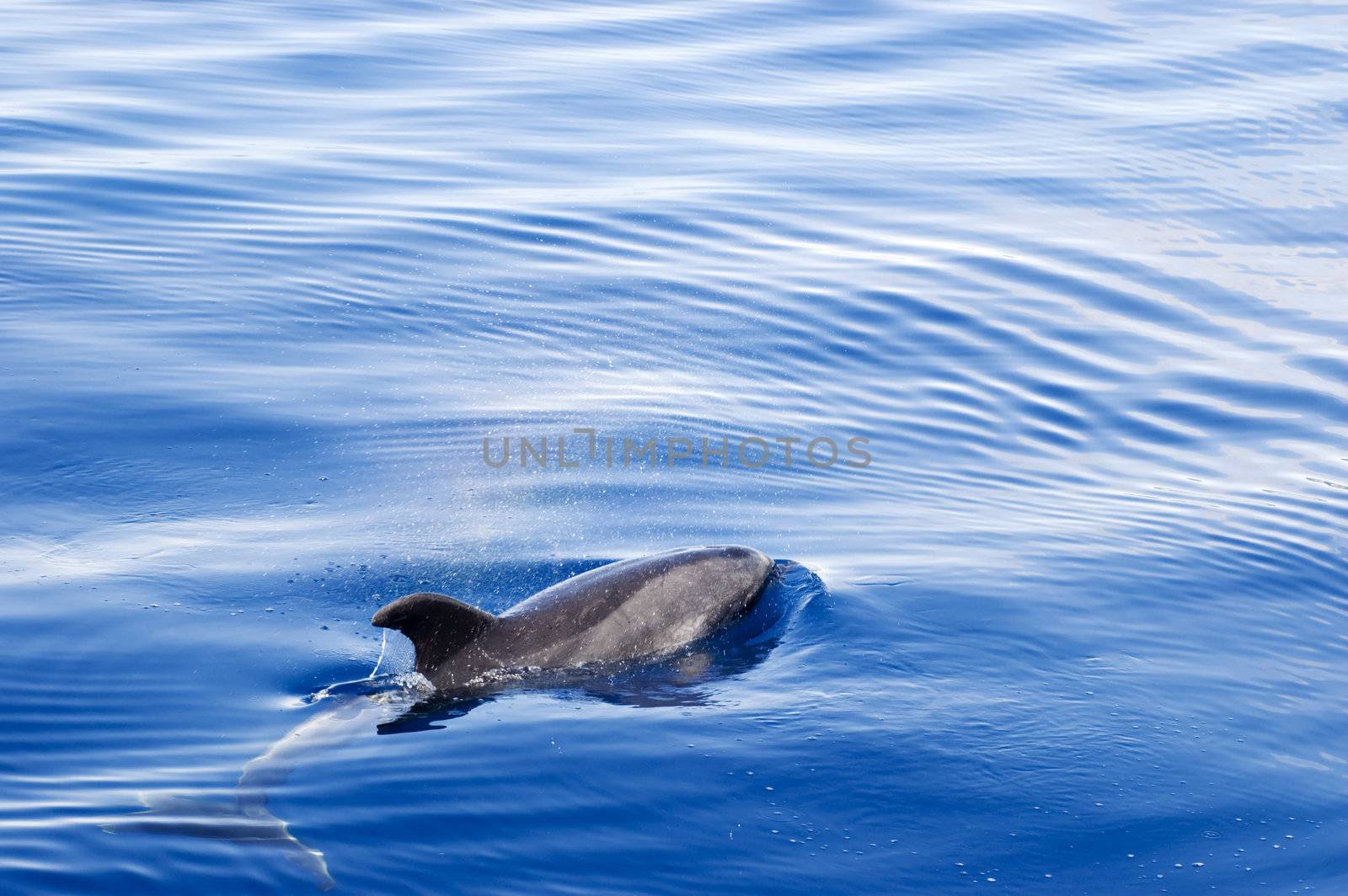 A view of a dolphin swimming nearby on the surface of calm, blue water.