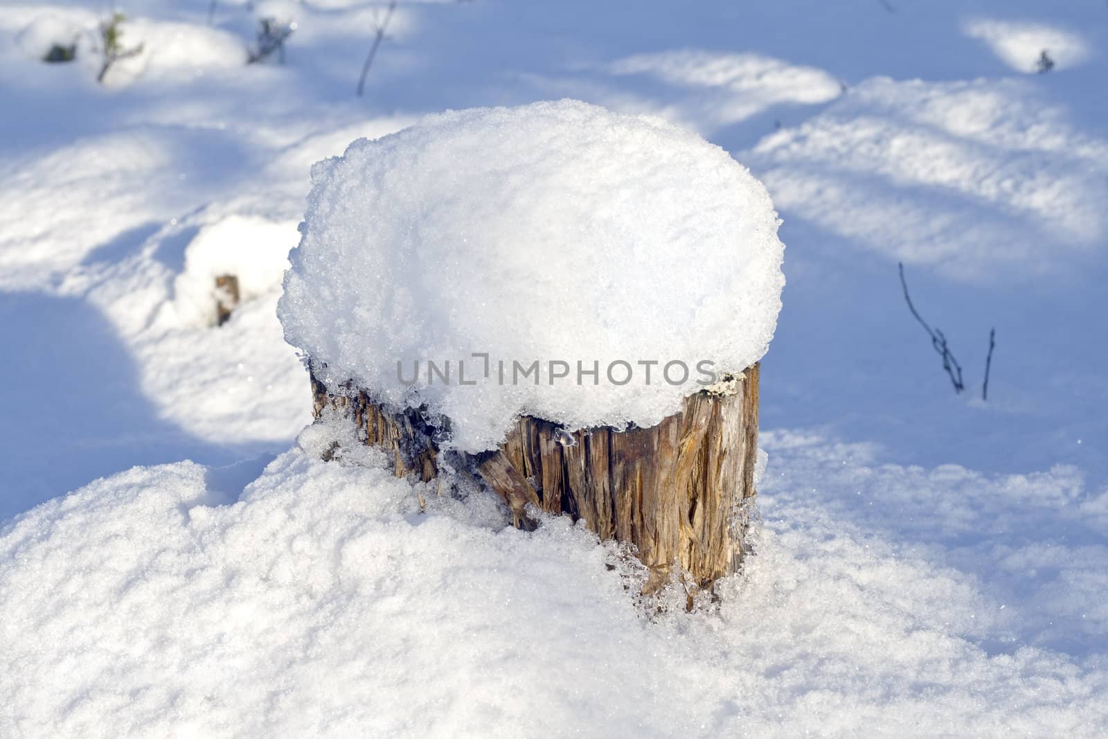 Old stump with a cap of snow