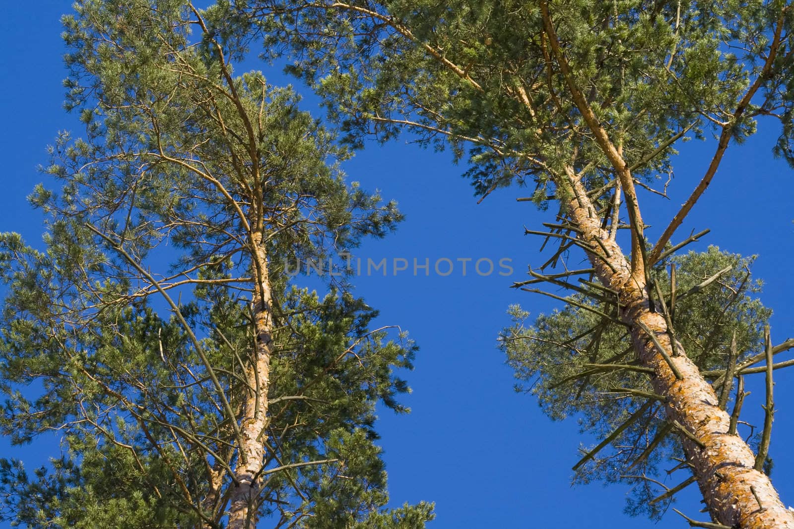 Pines on a background of the blue sky