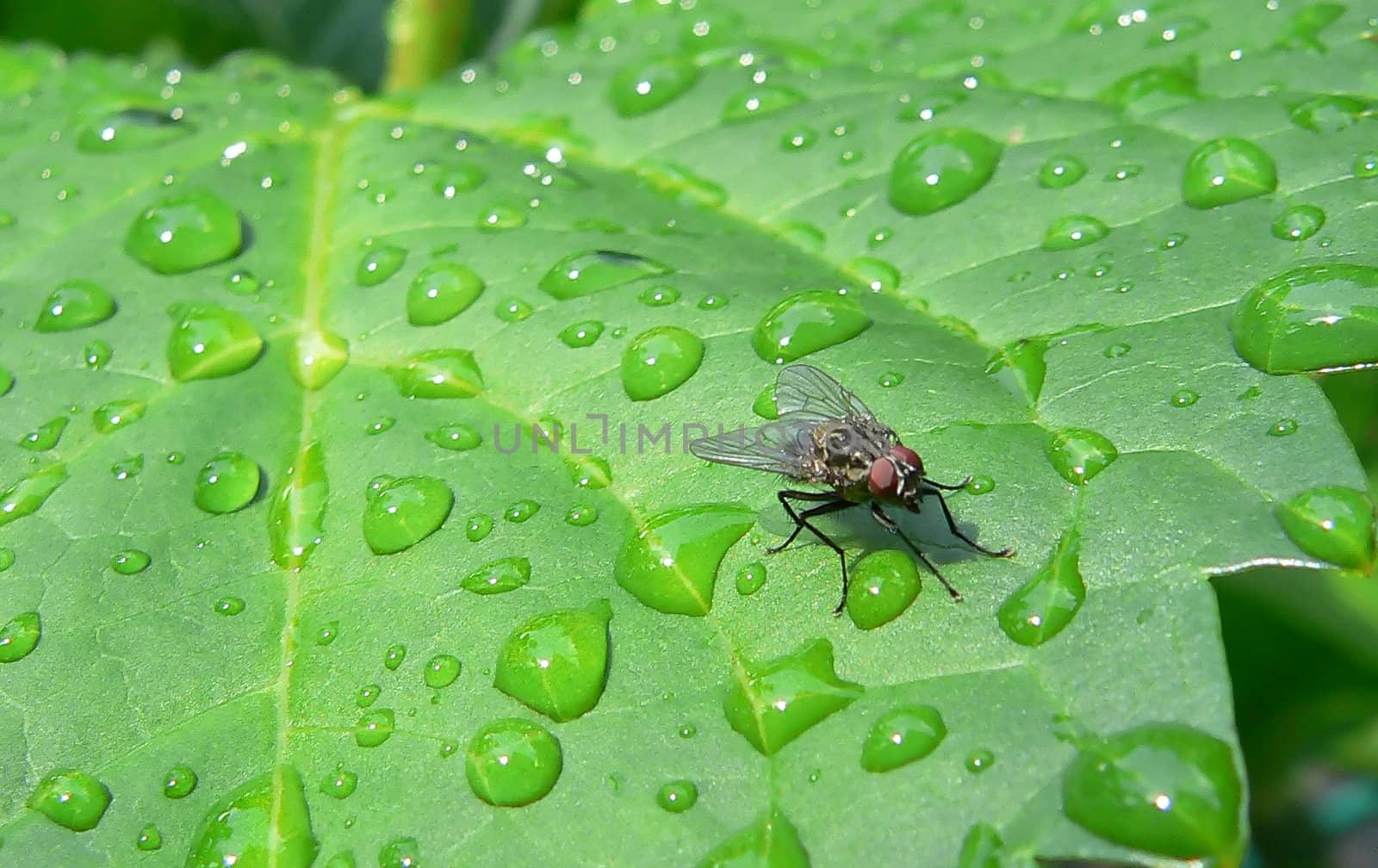 fly on a leaf wiyh drops