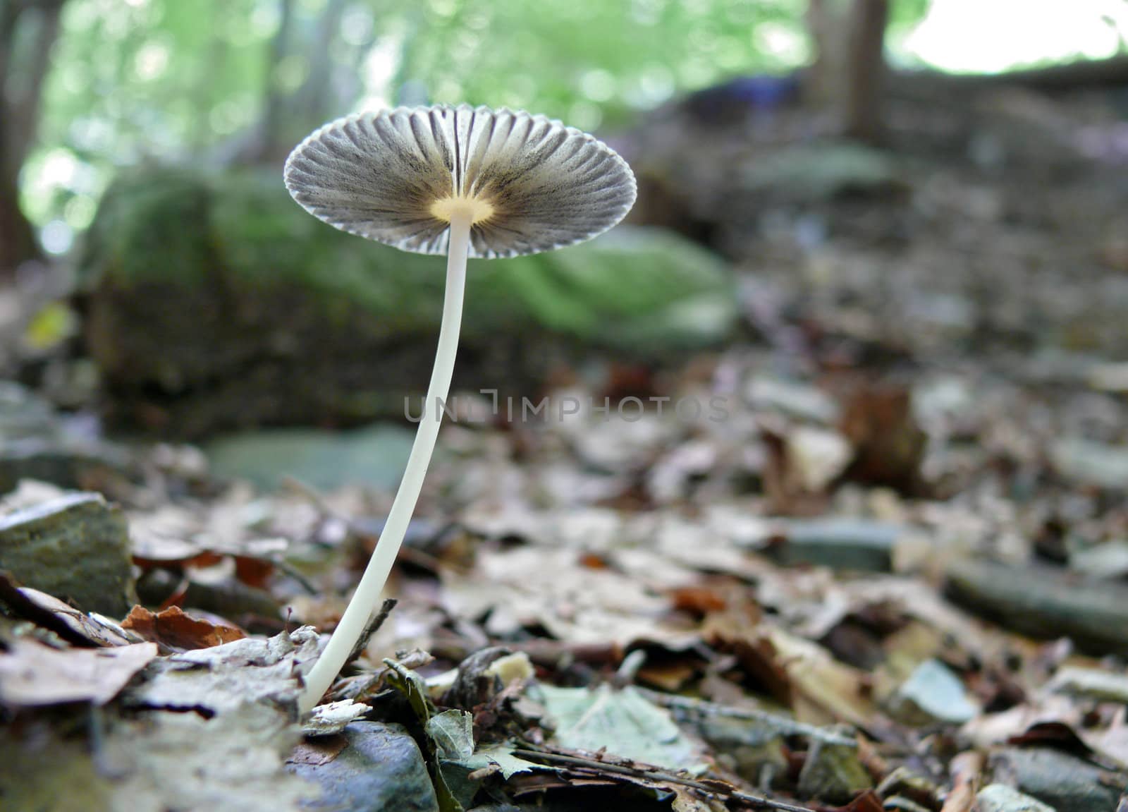 grey little mushroom close up