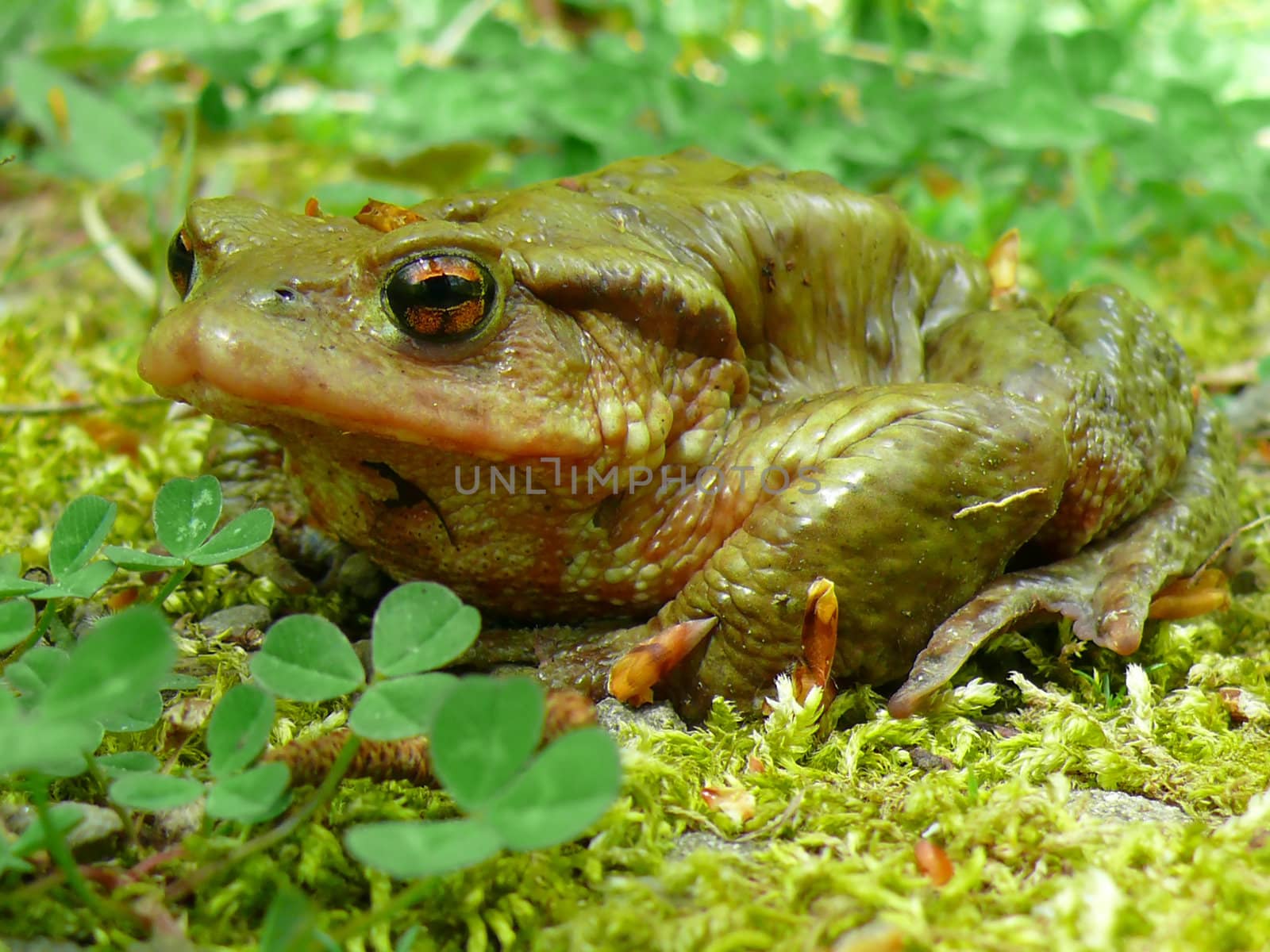 green toad close up