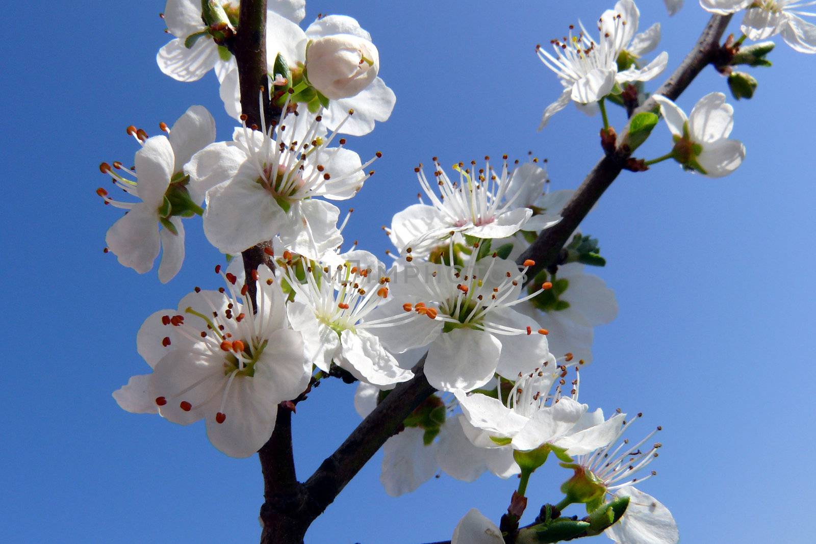 white sprig flowers