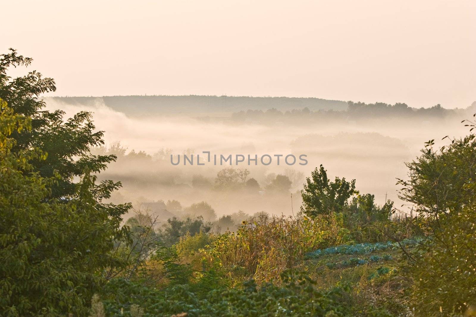 outdoor series: foggy morning summer village landscape