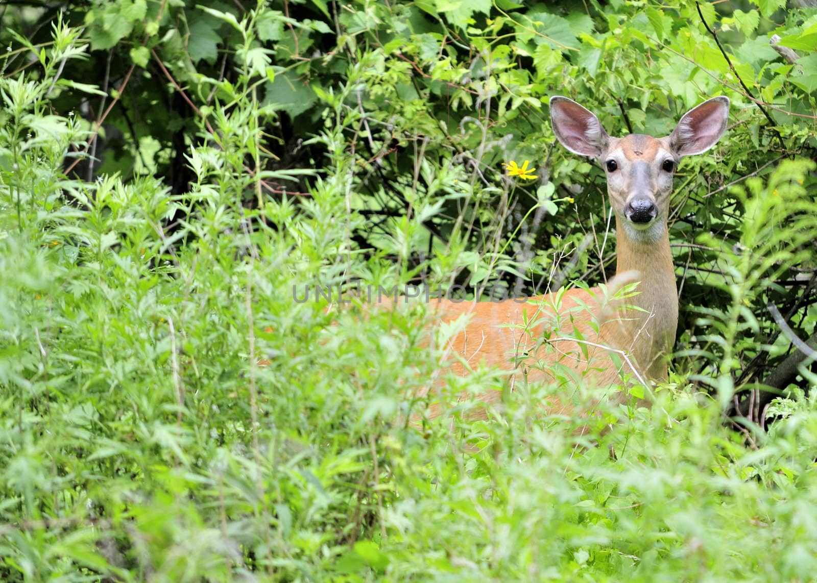 Whitetail deer doe standing in the woods in the early morning.