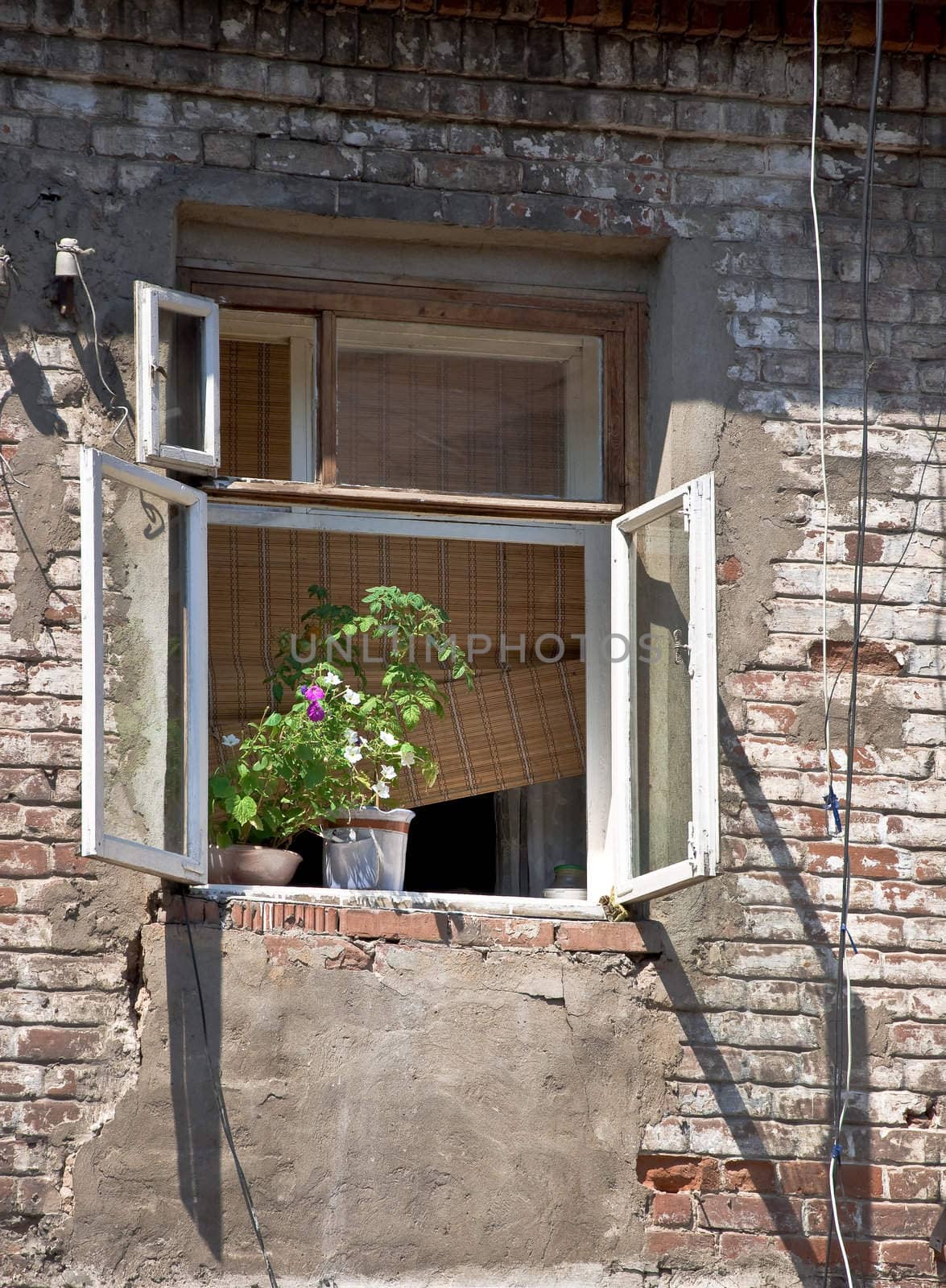 An open window in an old brick wall. On the windowsill is houseplant. Detail of the province of the court of Russia. Beggars and poor living conditions. Outdoor.