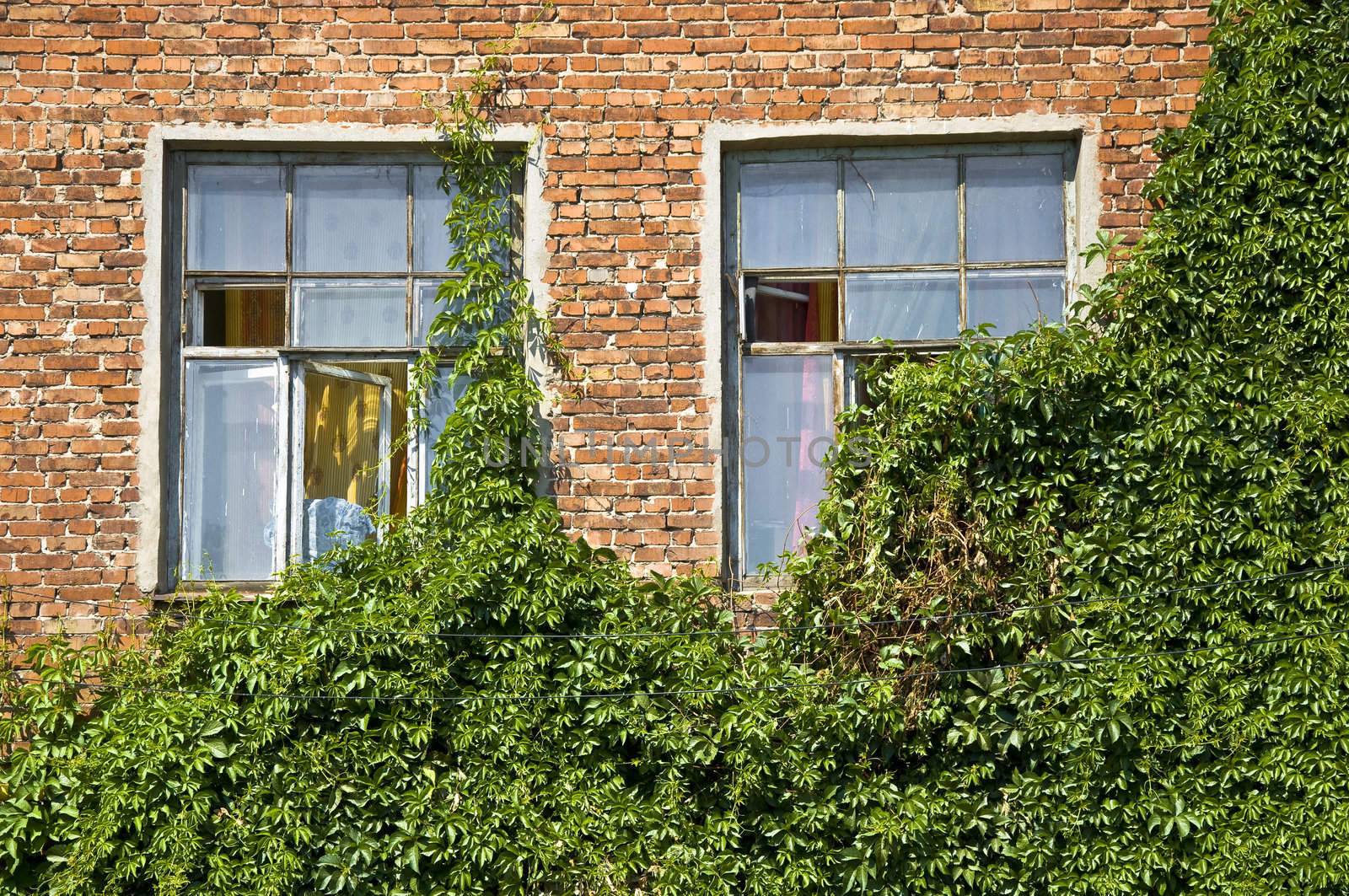 A pair of windows in an old brick wall. Leaves plant closes a small portion of the windows. Detail of the facade. Outdoor.