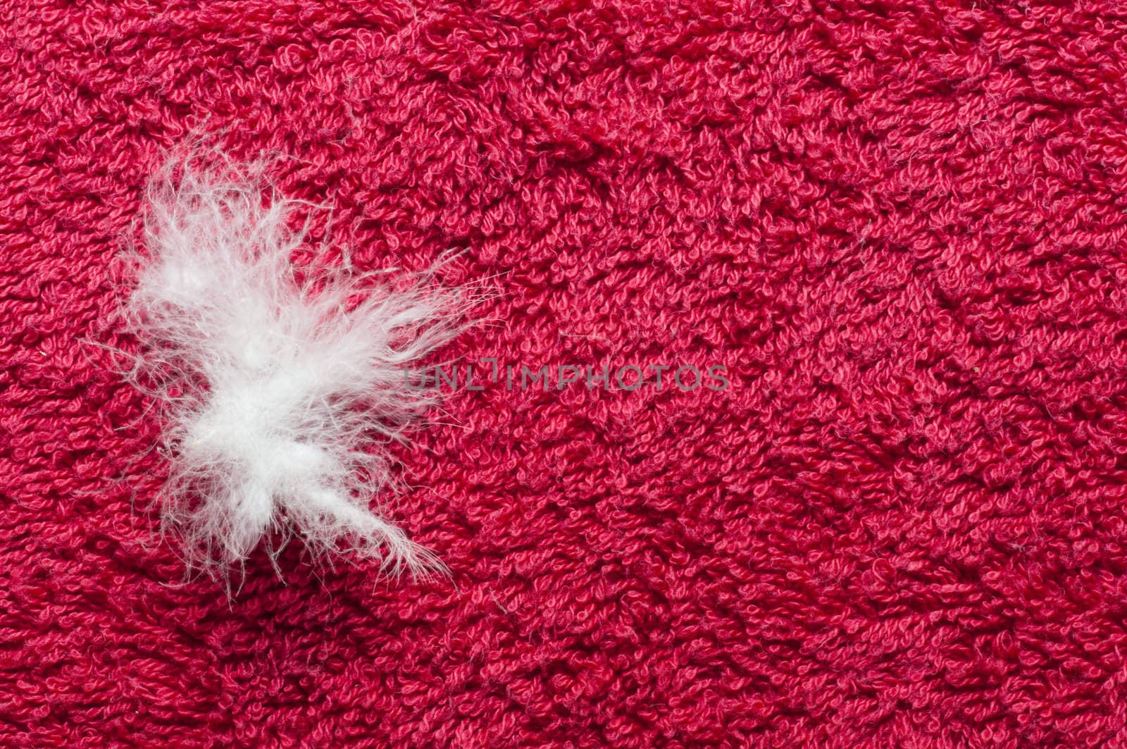 Goose down on red  sponge cloth