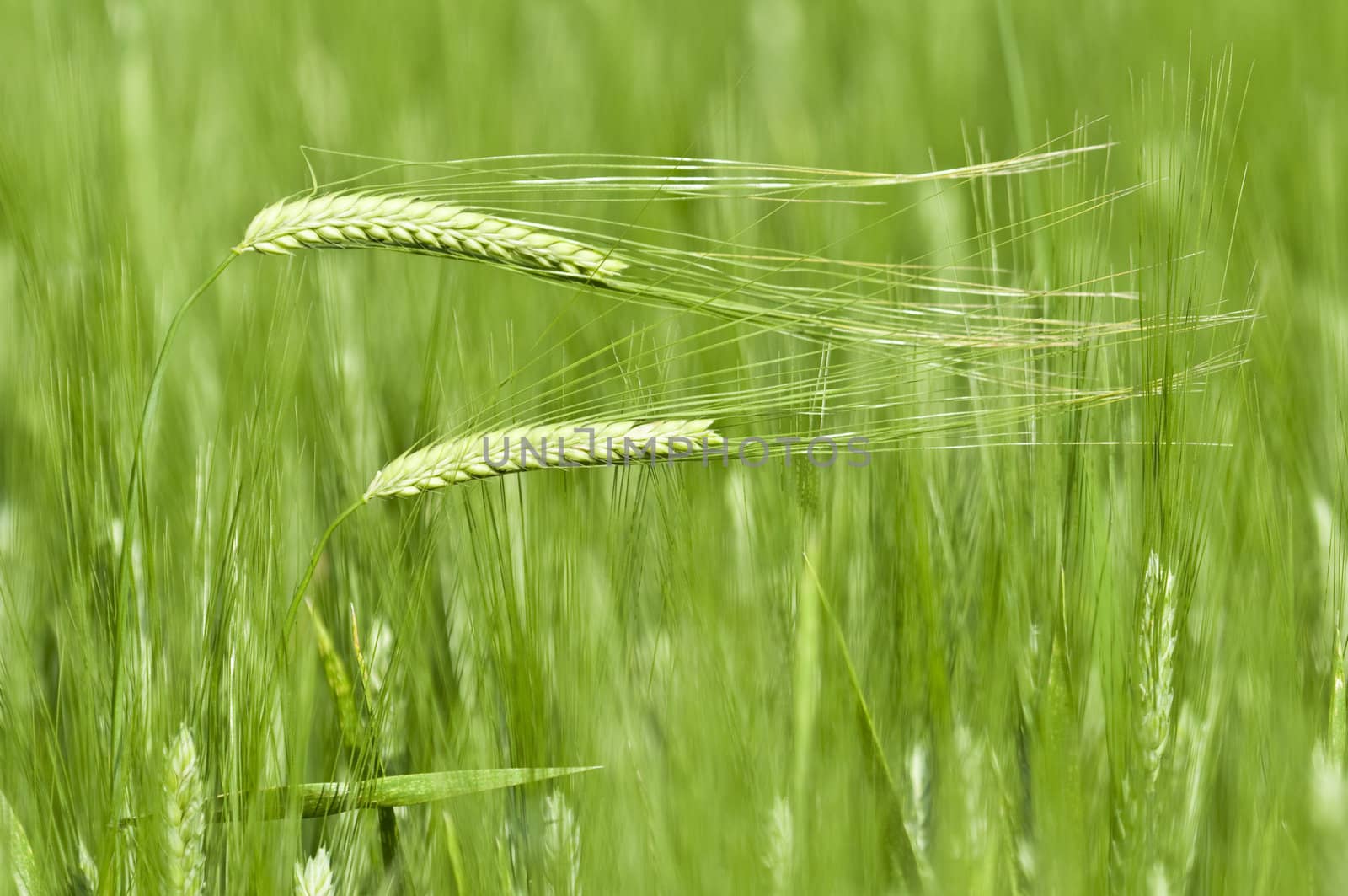 Two green wheat spikes bent by the wind