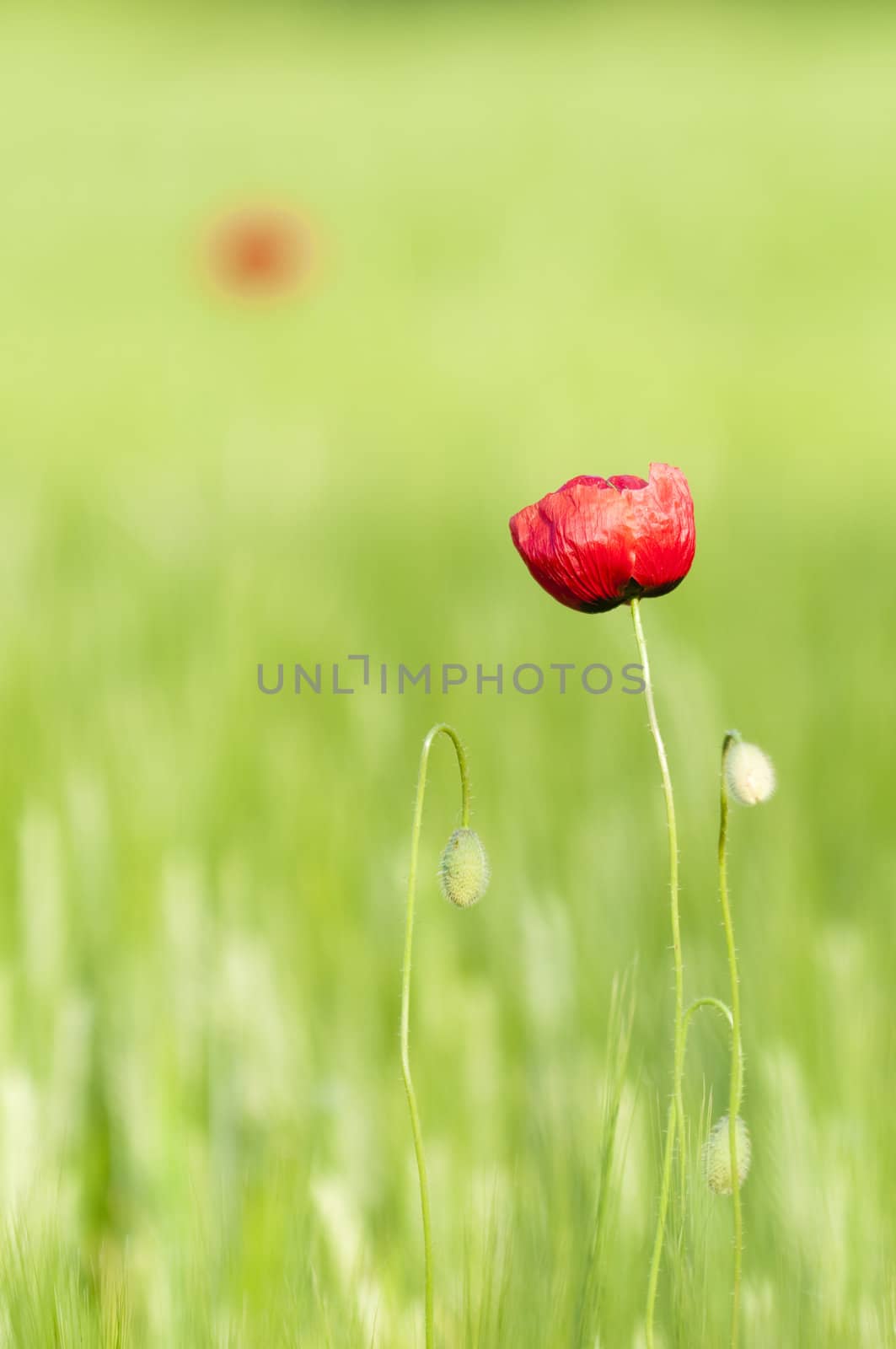 Poppy flower in a green, wheat field by AlessandroZocc
