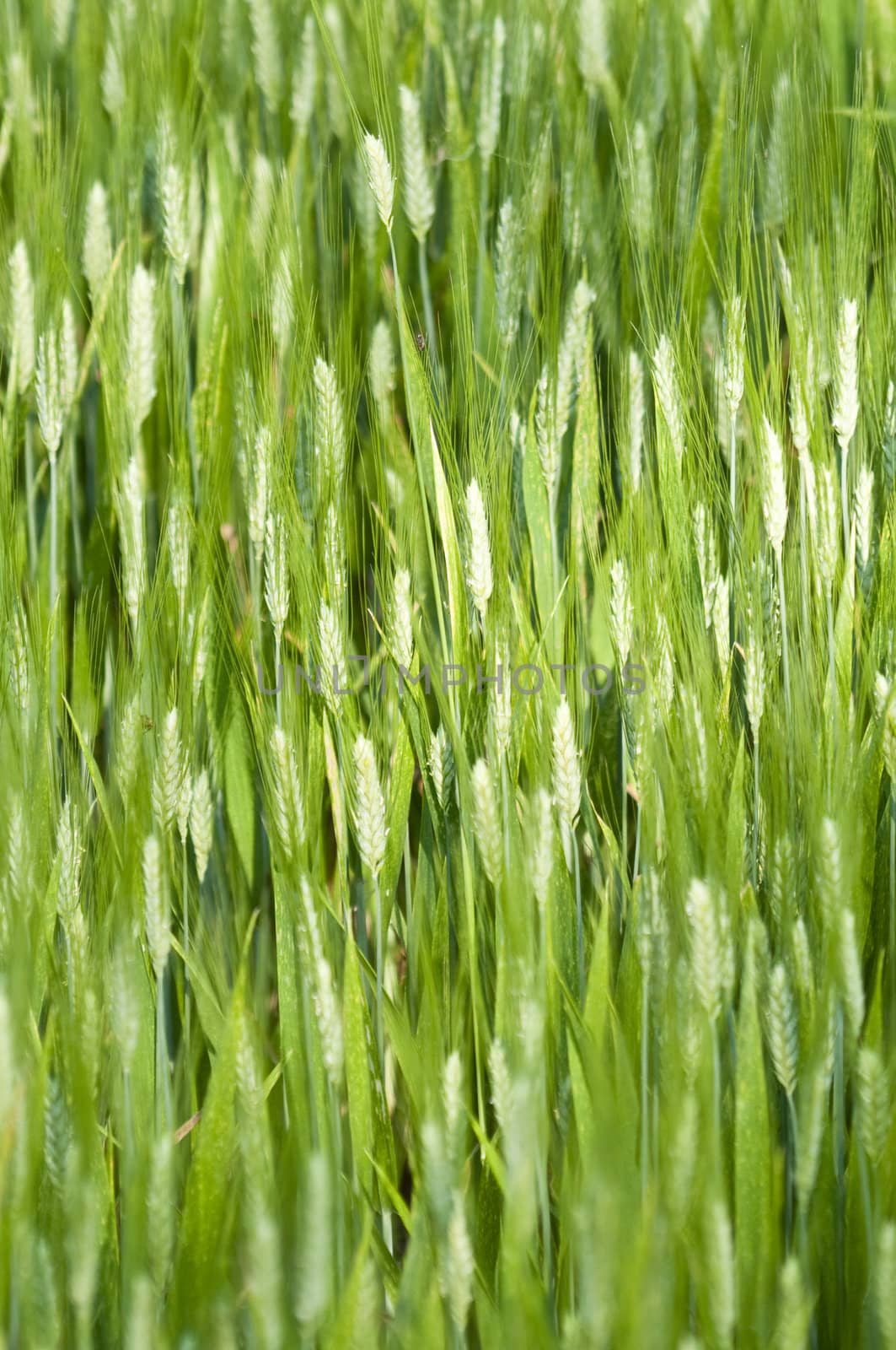 Closeup of green wheat under the sun