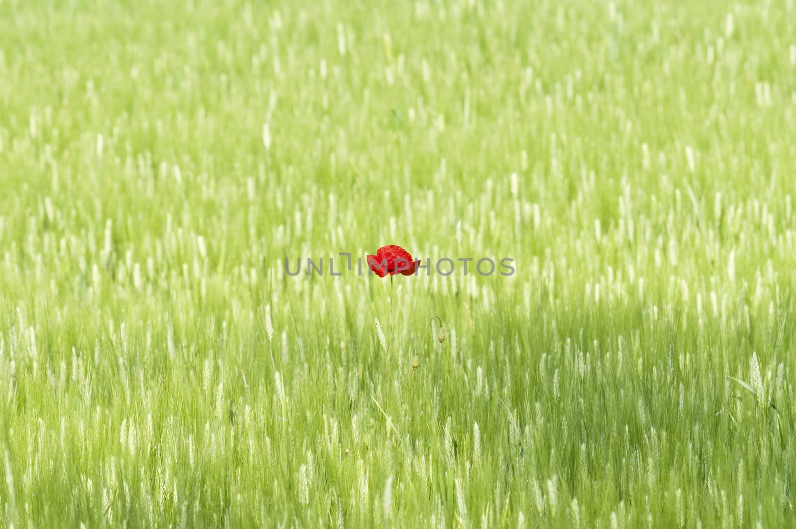 Isolated Poppy flower in a green, wheat field