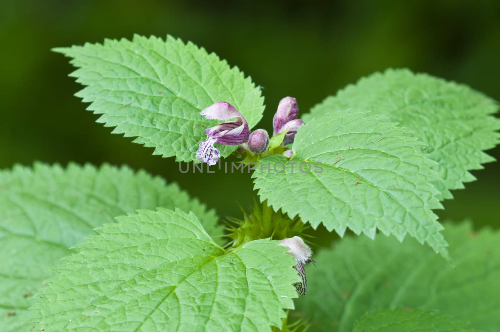Stinging nettle flowers and leaves
