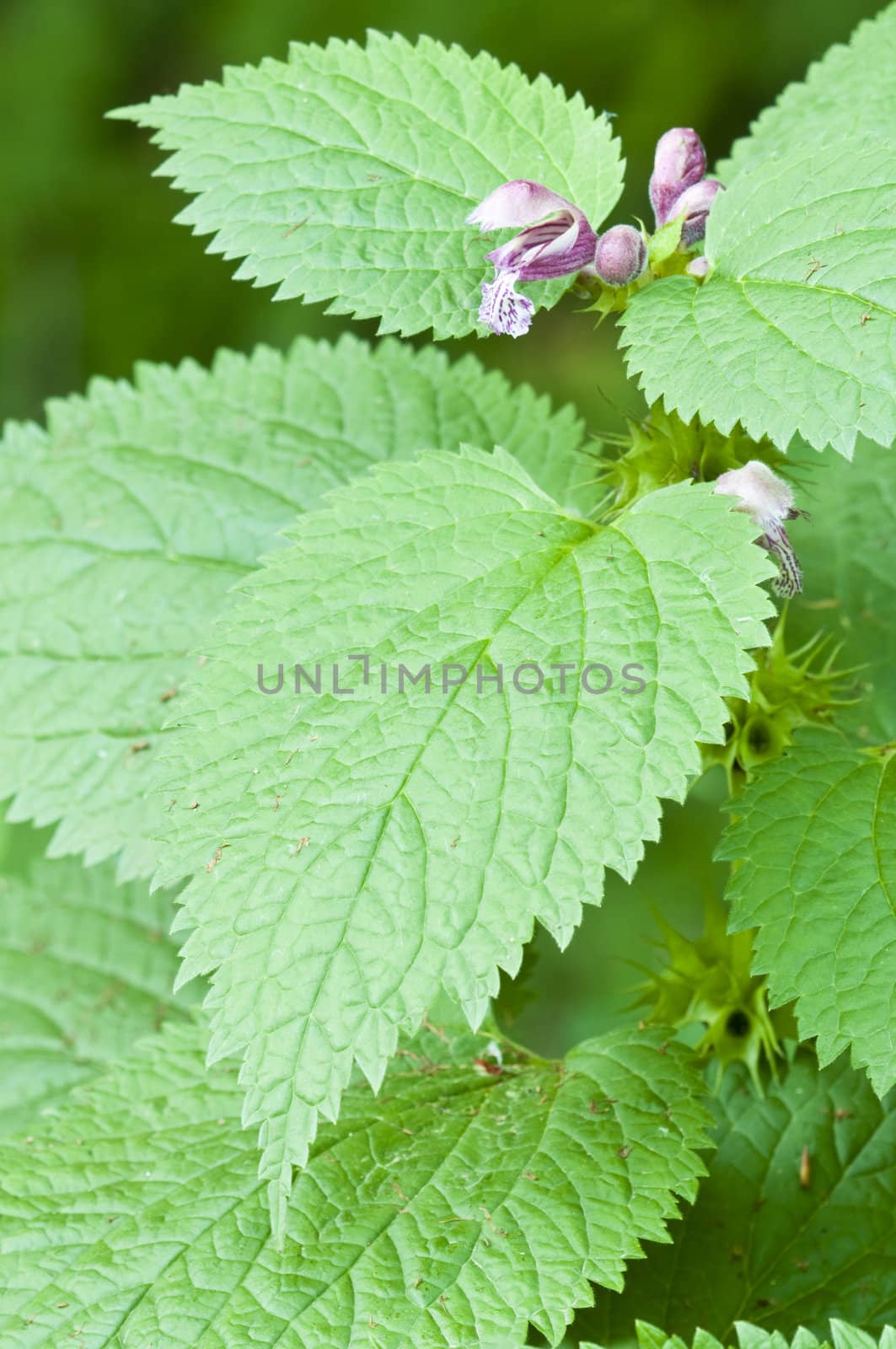 Stinging nettle flowers and leaves