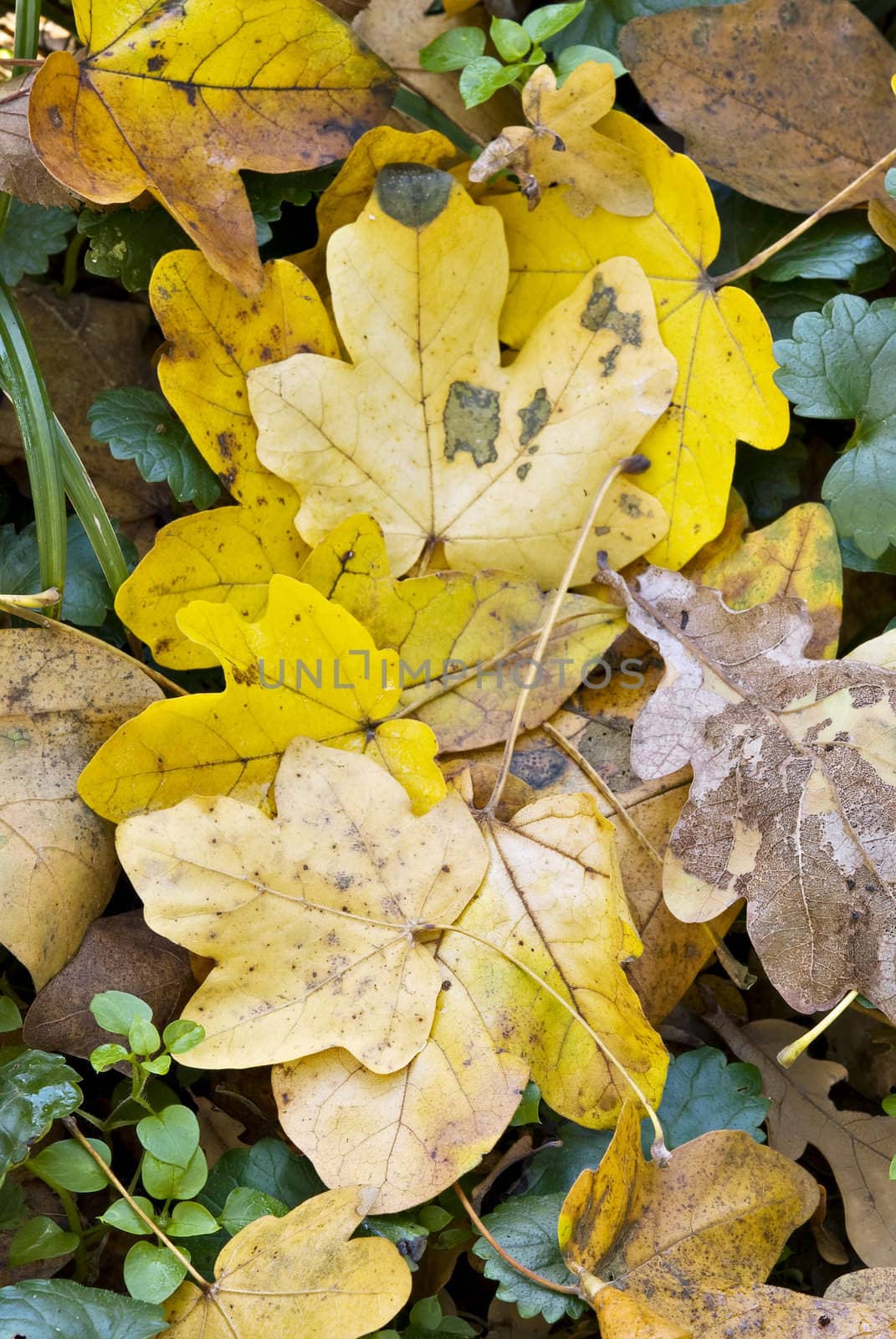 Group of fallen Yellow maple leaves in autumn