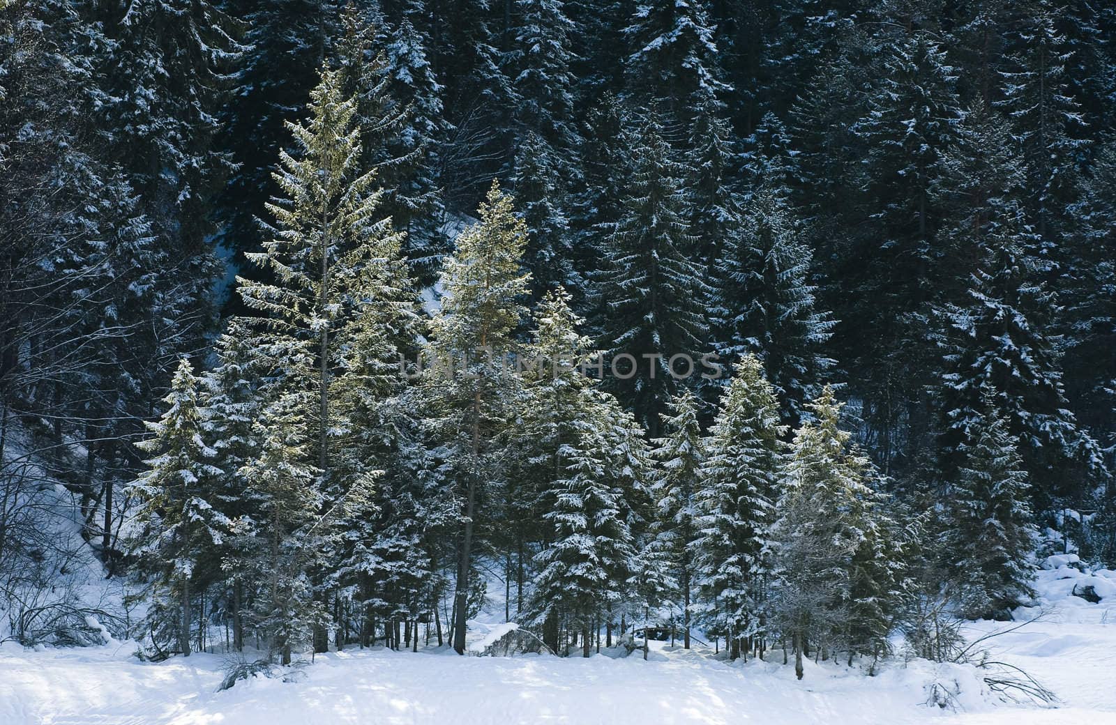 Beautiful winter wood of Red Spruce in Europe with snow