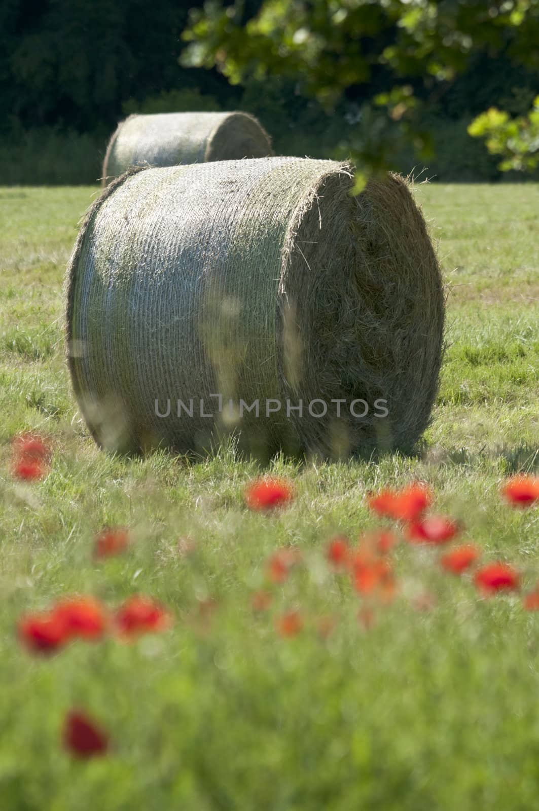 Round Bales of hay on a poppy flower meadow