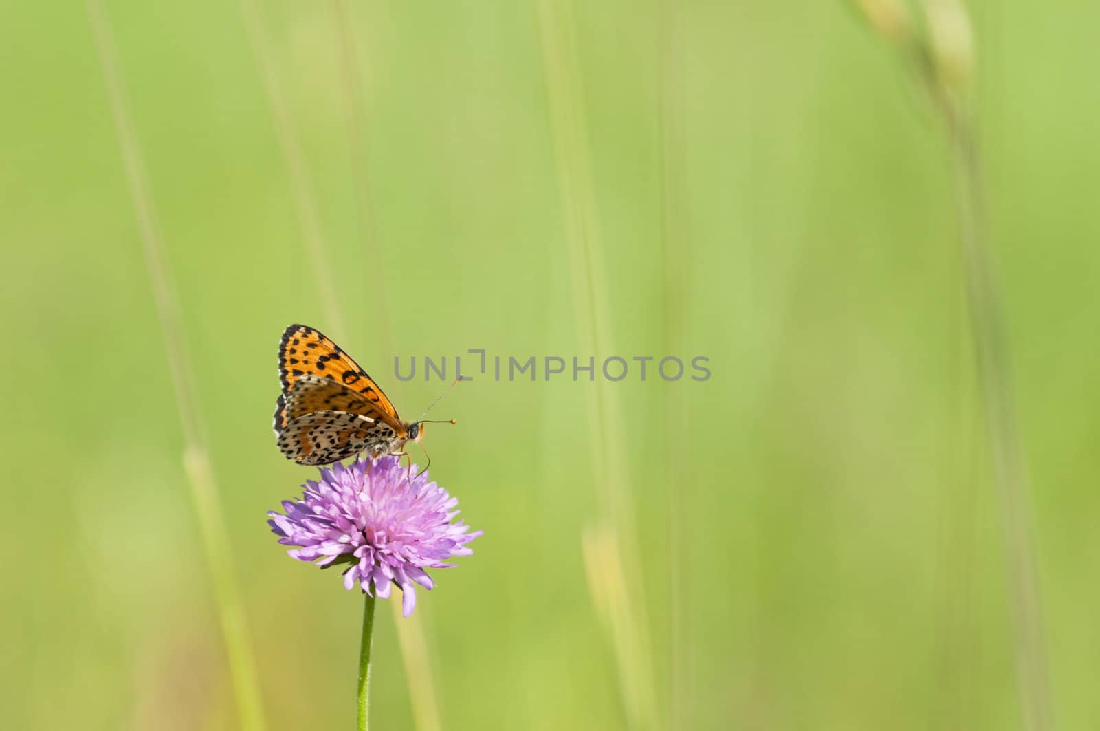 Melitaea butterfly on purple flower and green background