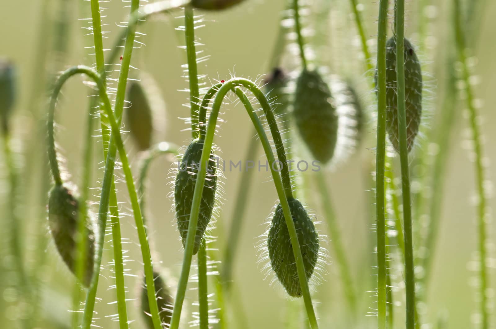 Green buds of poppy flowers in back light