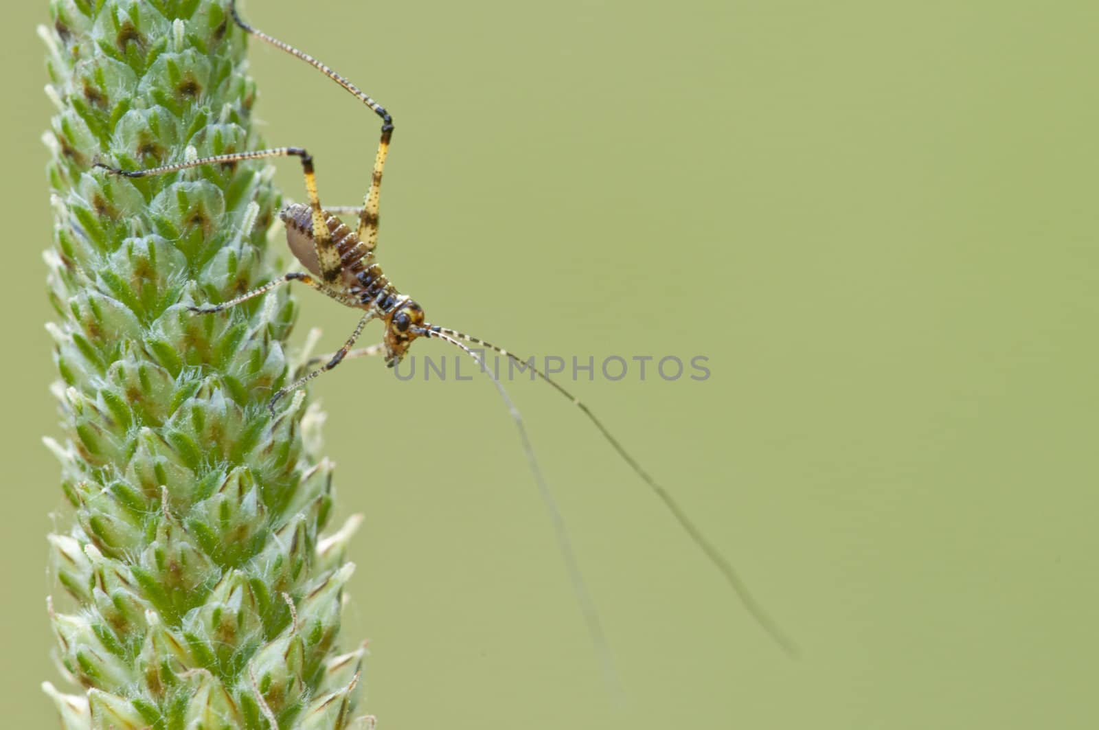 Cricket on a graminaceous spike of a meadow