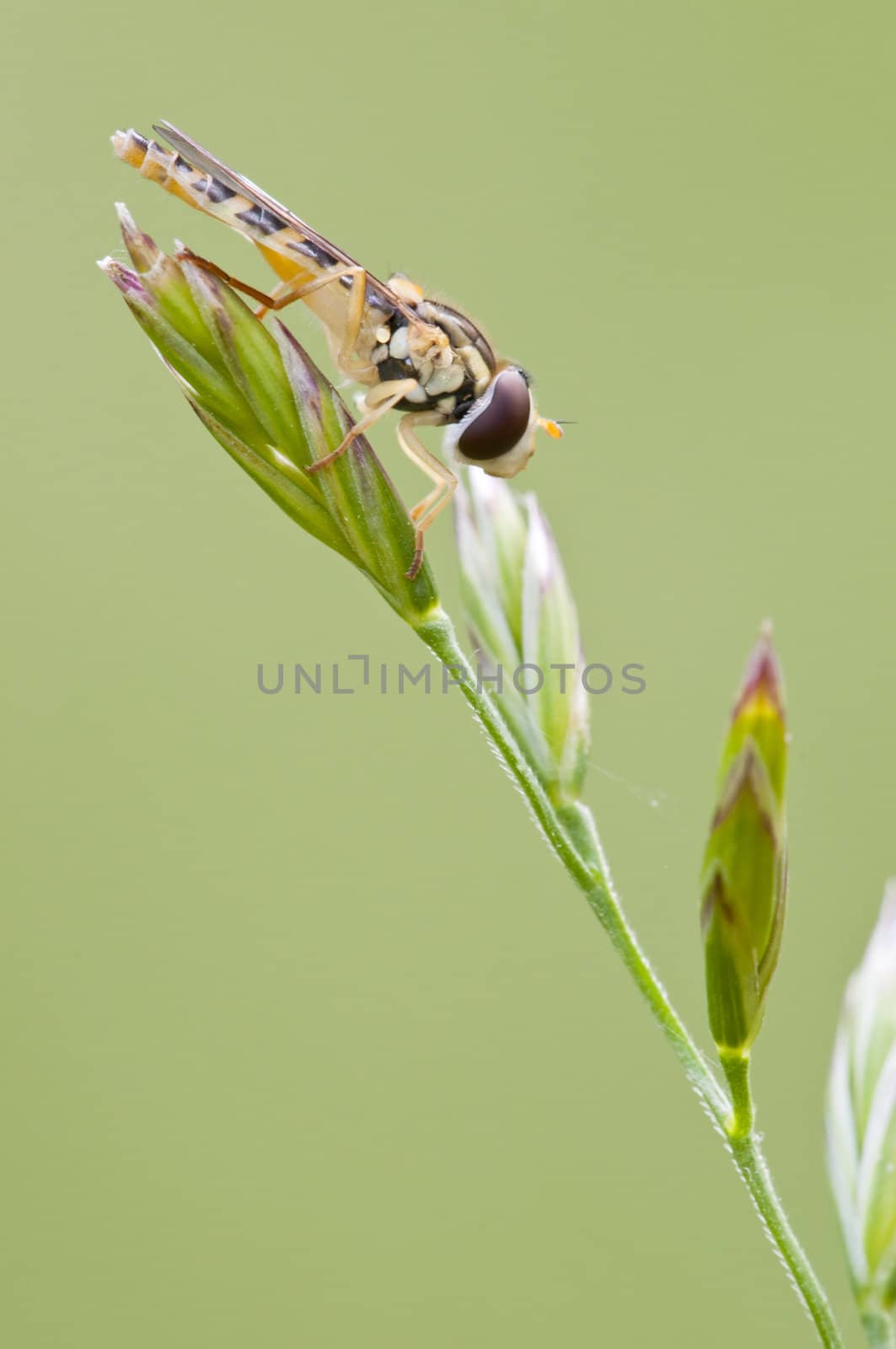 Syrphid insect resting on a spike