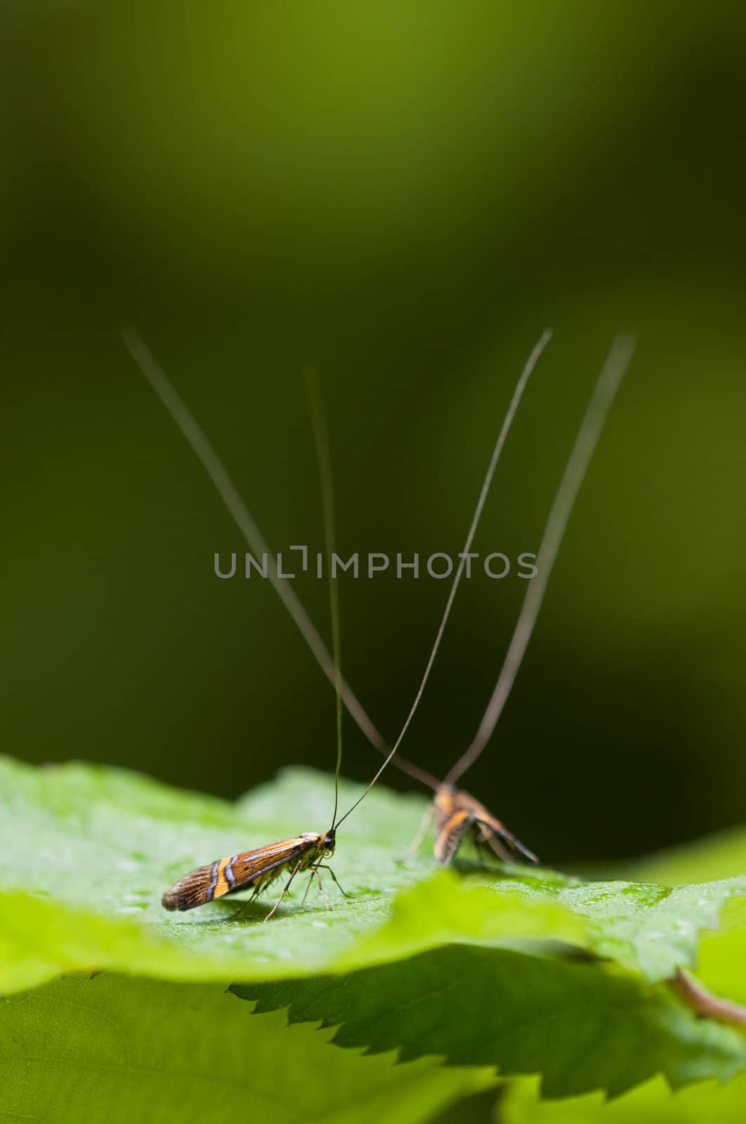 Males of the longhorn moth Nemophora degeerella