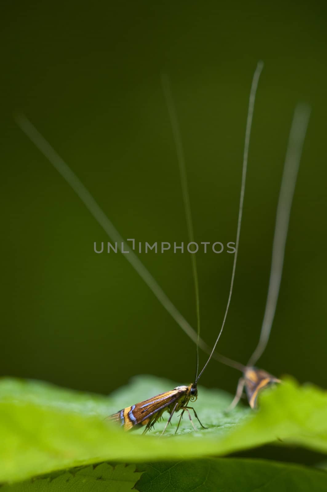 Males of the longhorn moth Nemophora degeerella