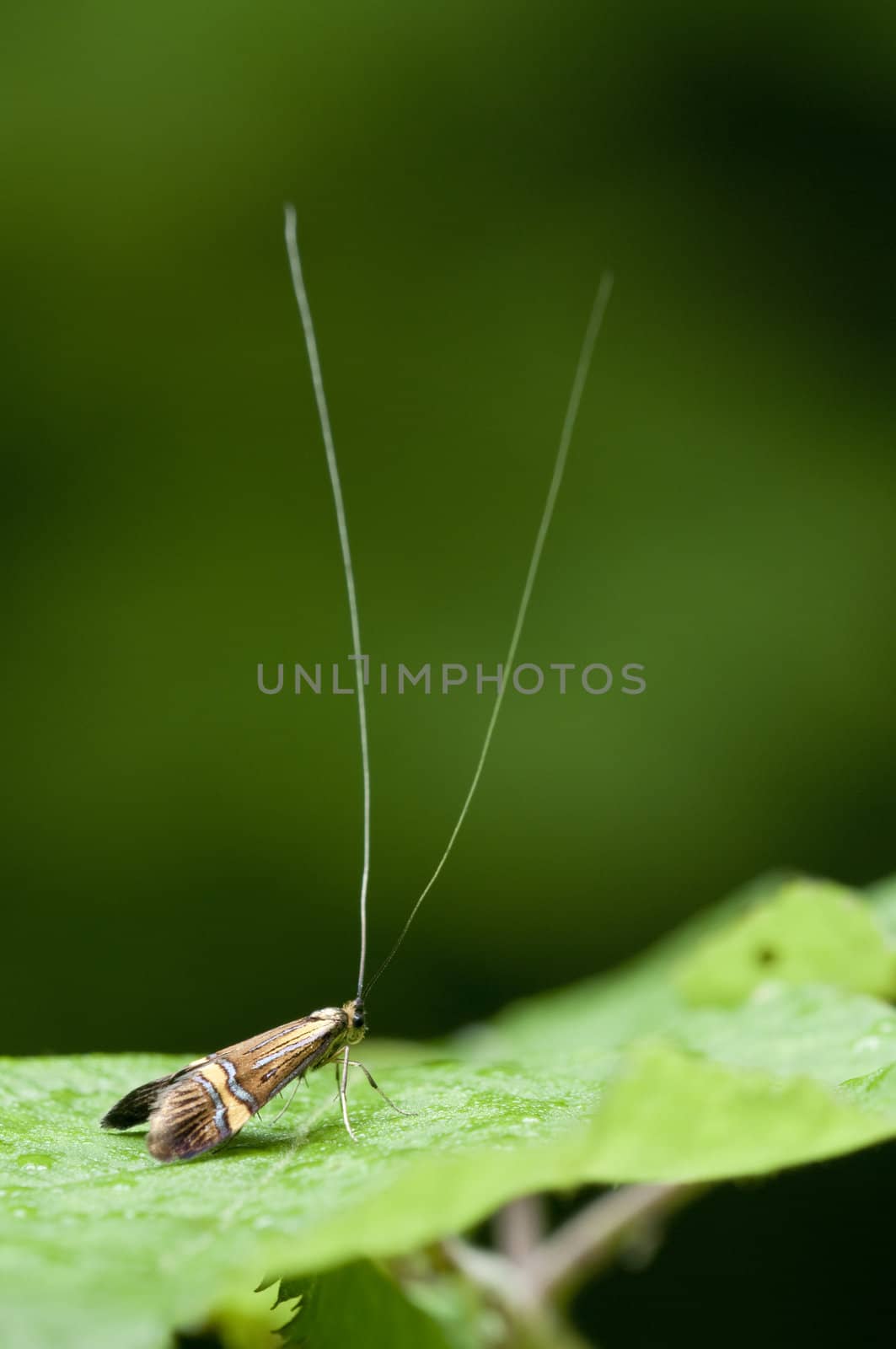 Male of the longhorn moth Nemophora degeerella