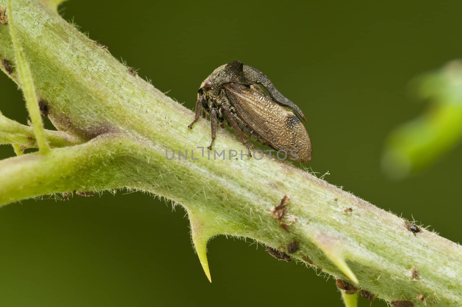 Little cicada with thorn on the back