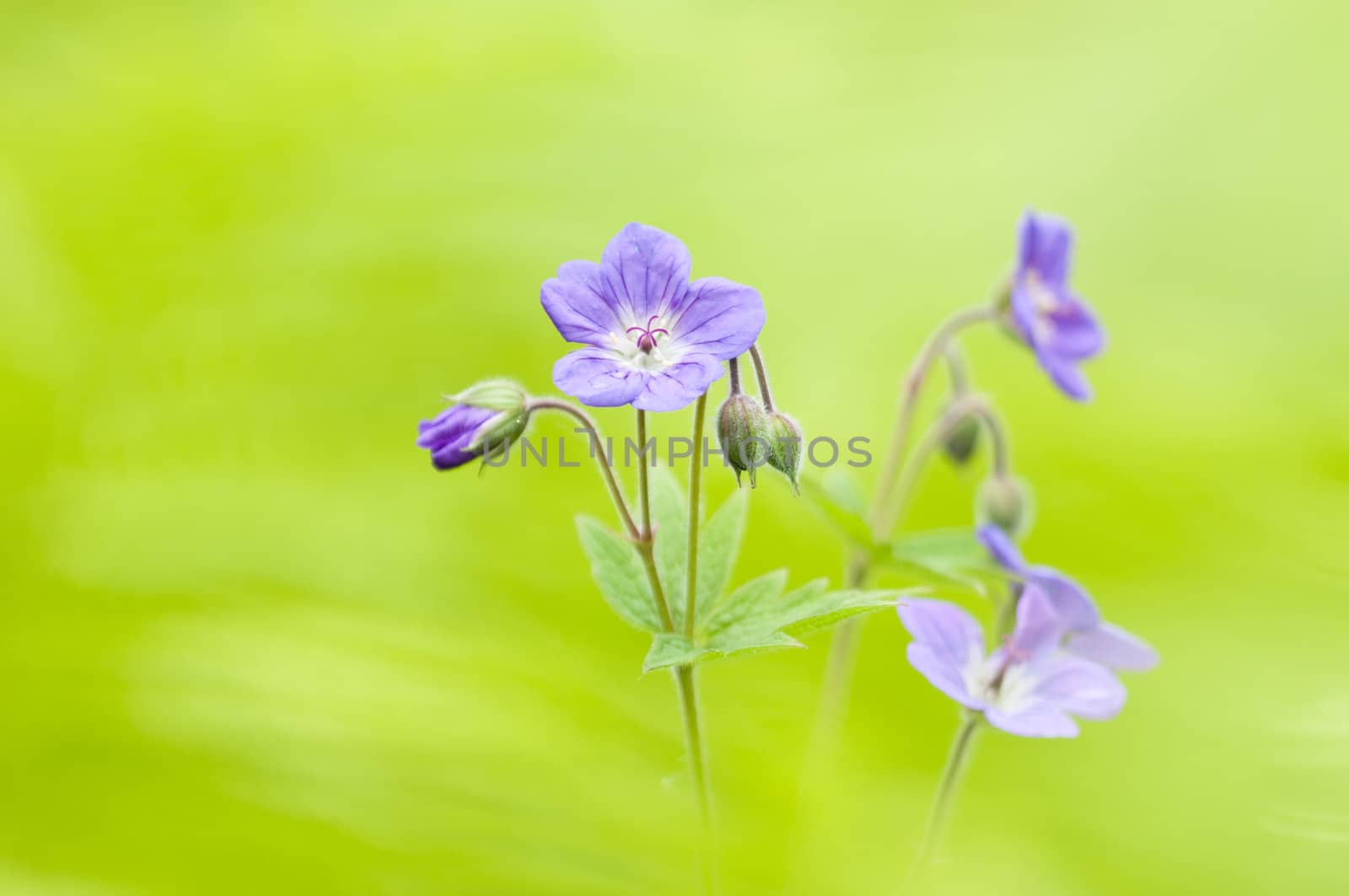 Wild Geranium flowers among green leaves