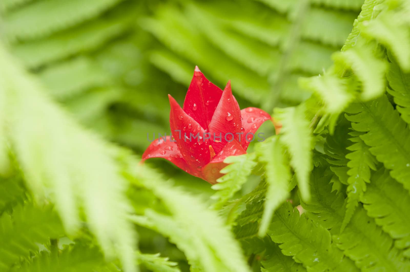 Red tulip flower among green ferns