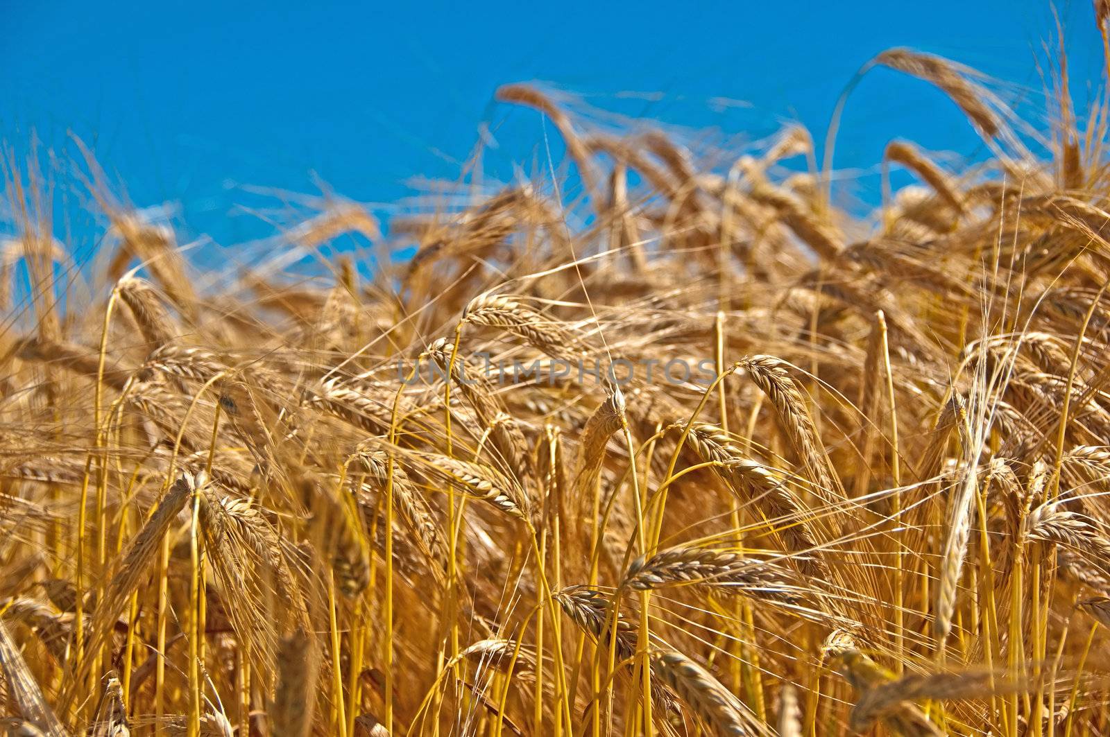 field of barley