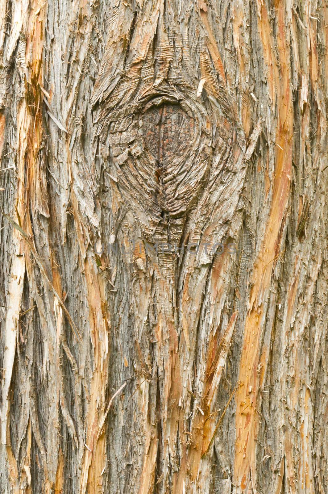 Detail of the European yew, taxus baccata, tree bark