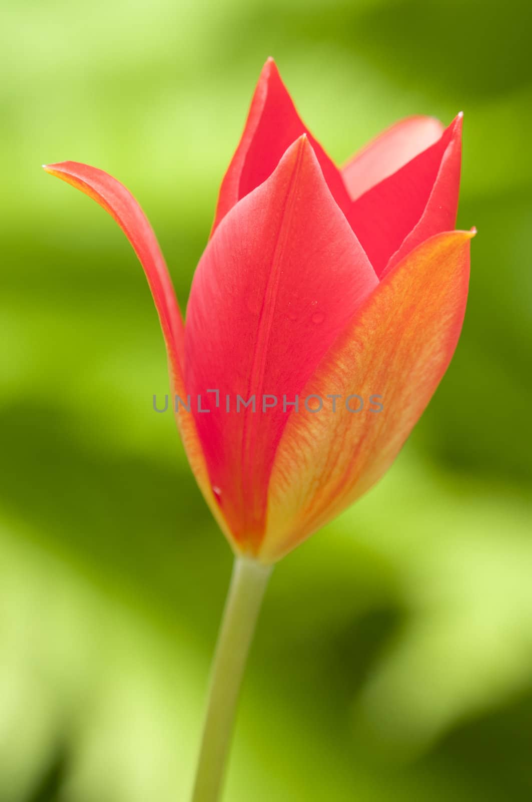 Red tulip flower among green ferns