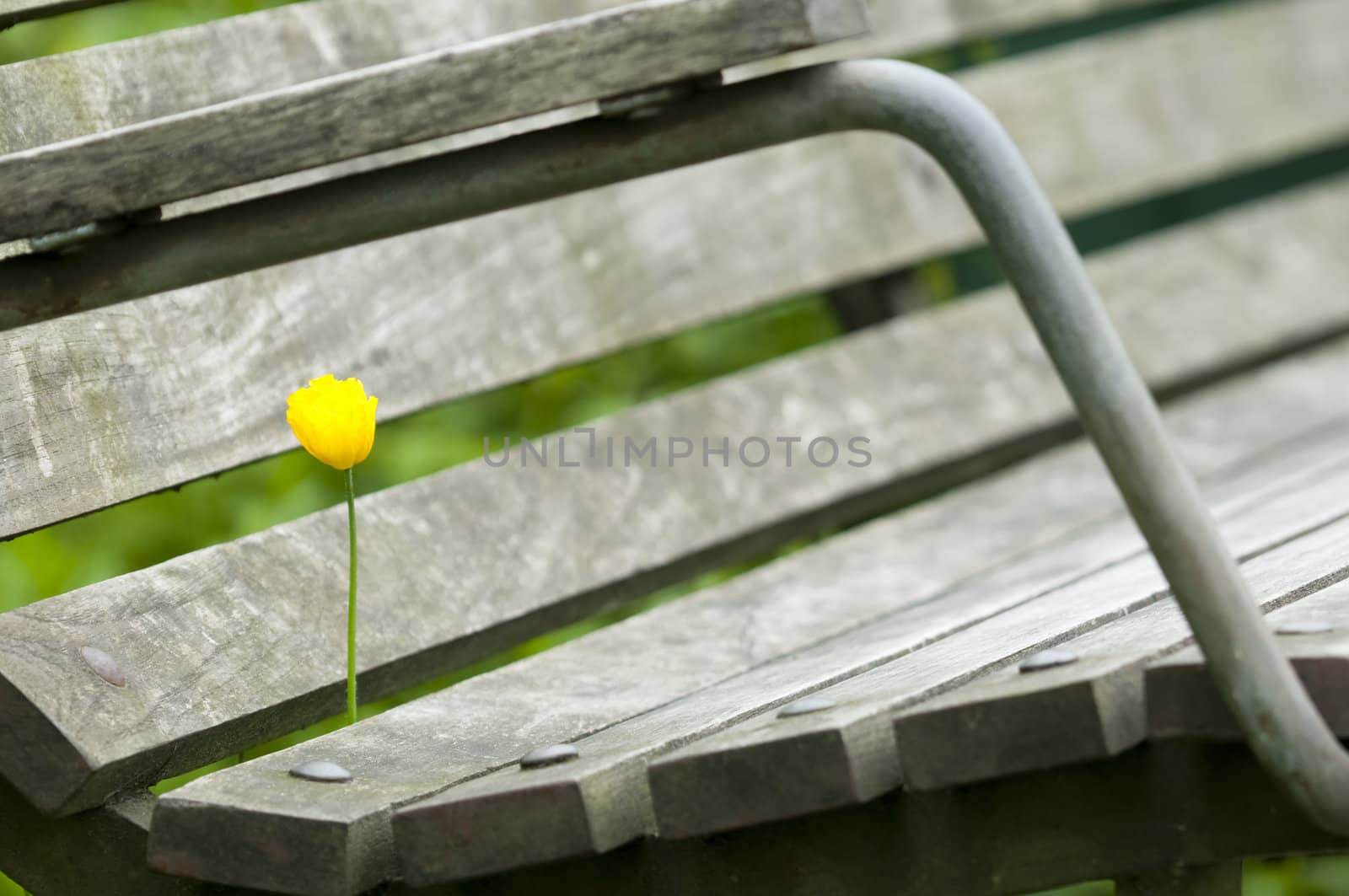 Yellow poppy on a garden bench