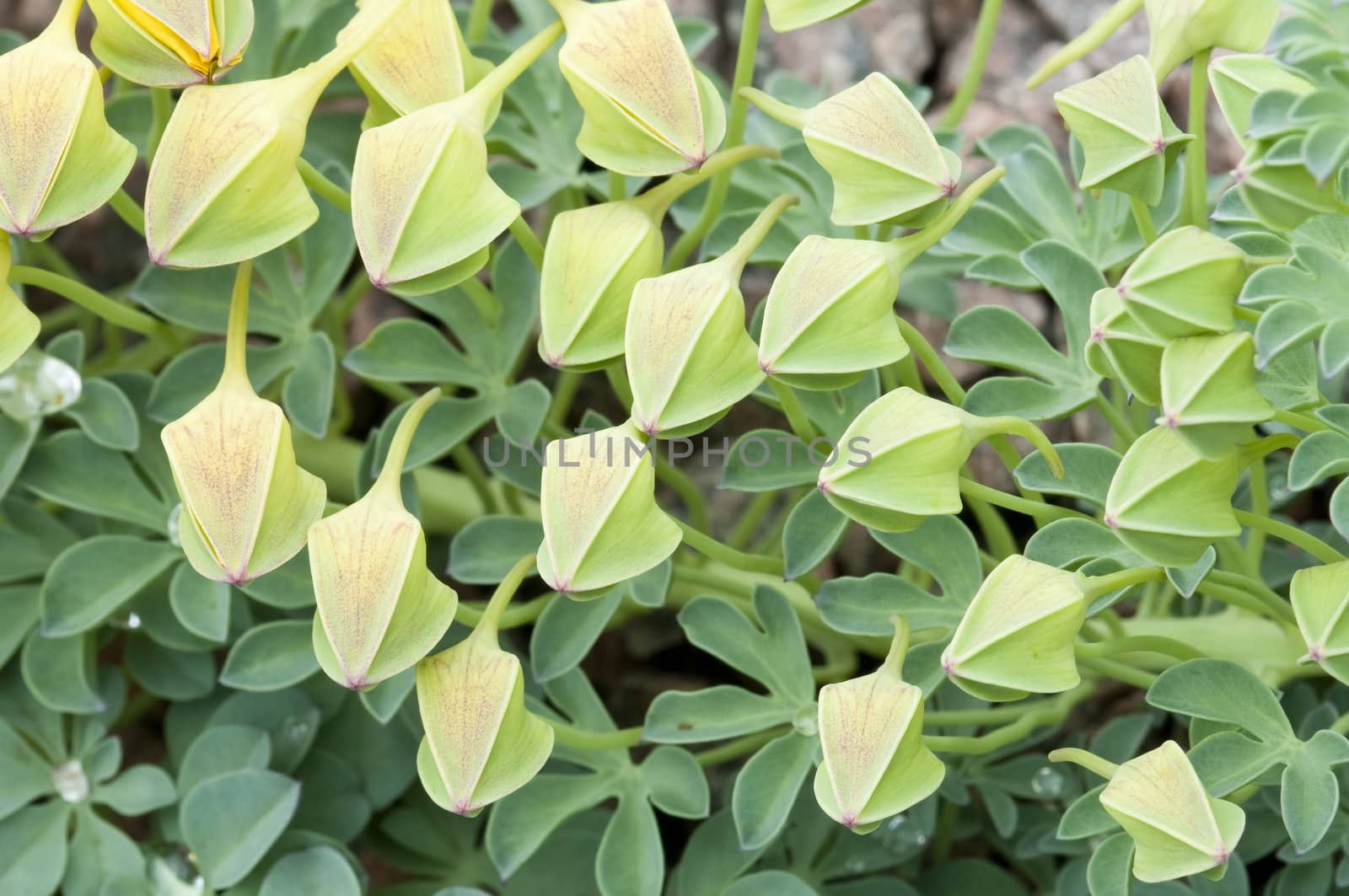 Green buds of ornamental garden plants