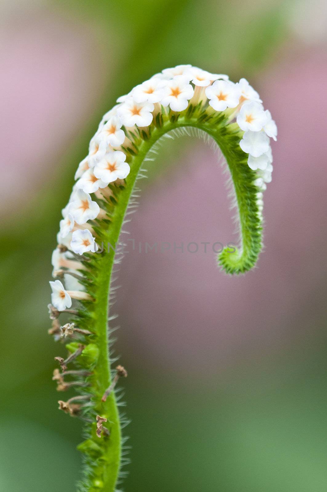 Small white flowers on curvy stem