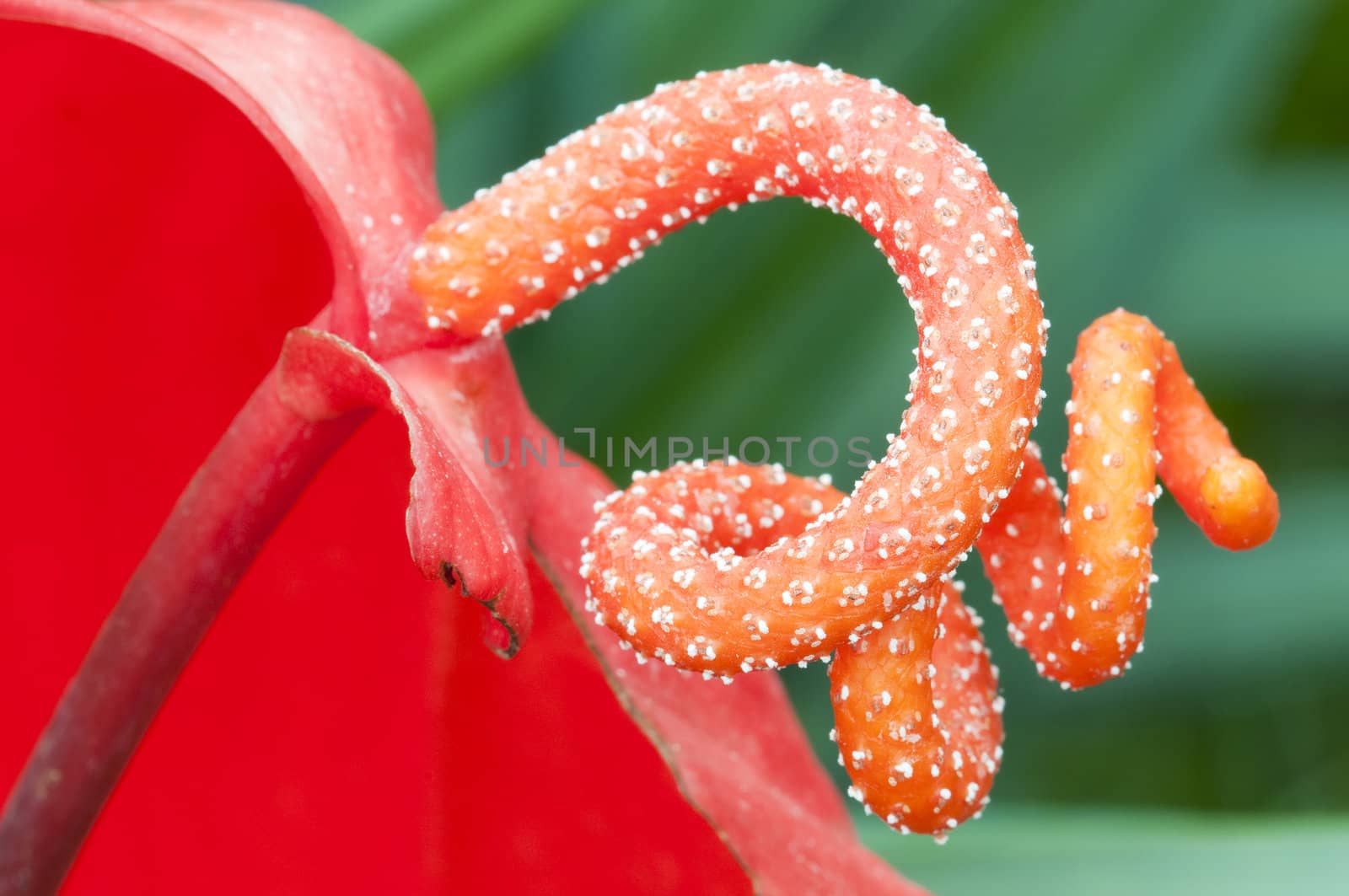 Anturium flower detail of pistil