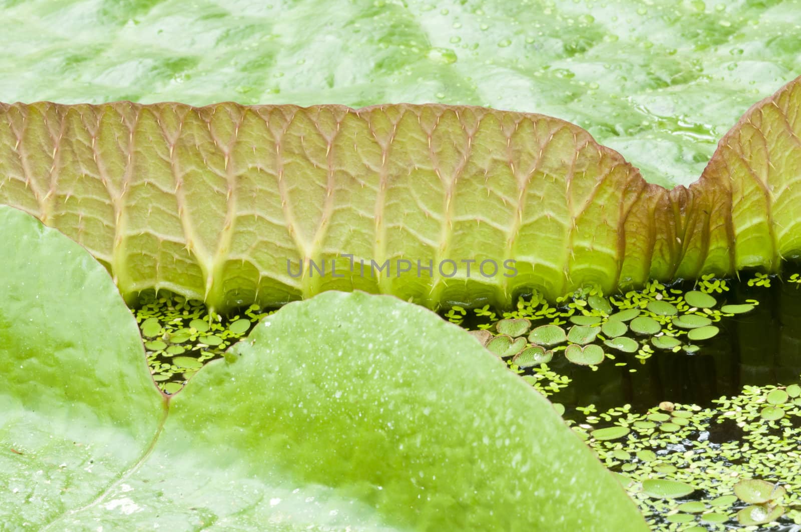 Detail of the floating Victoria tropical plant leaves