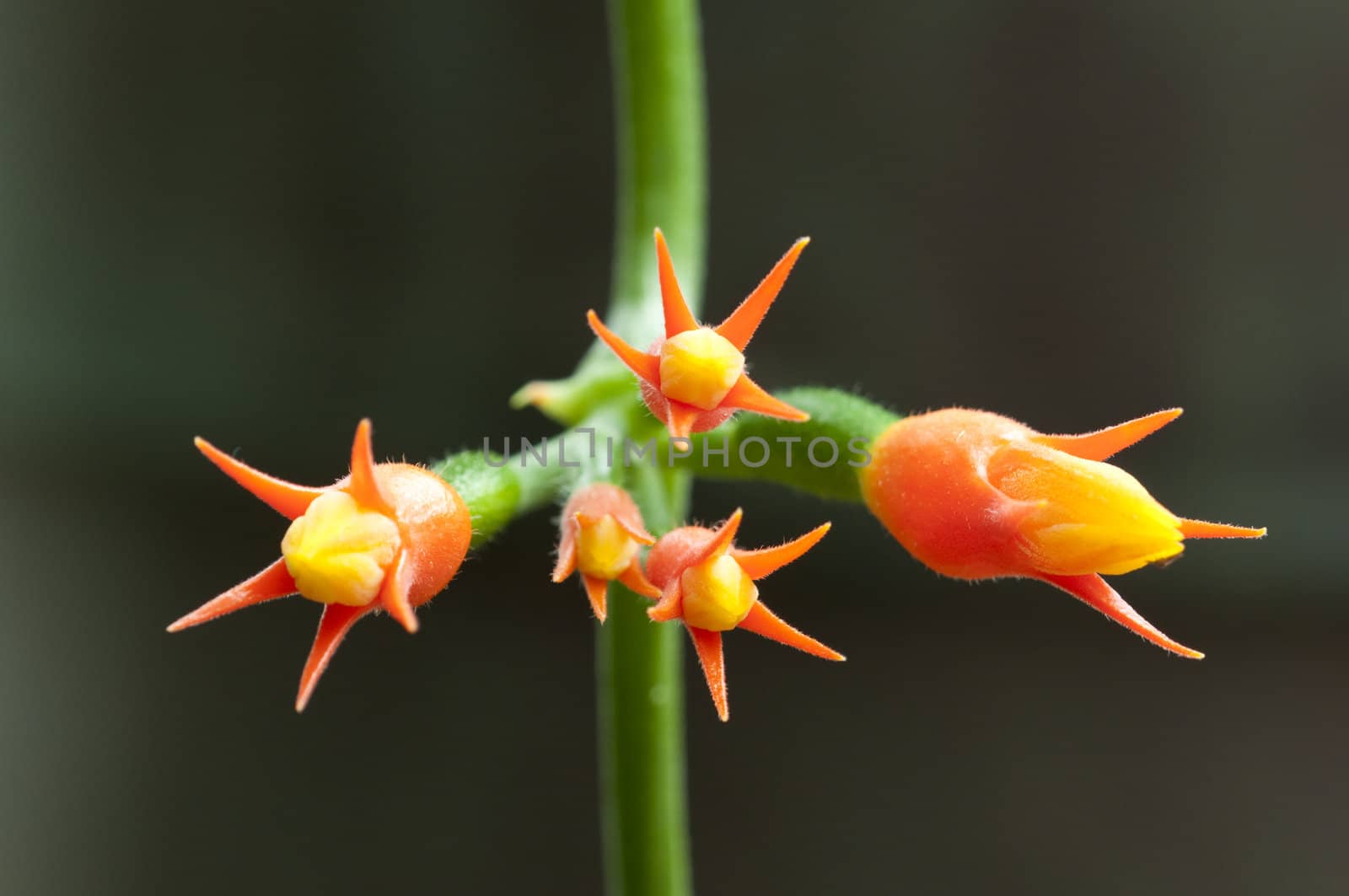 Tropical orange flowers of a creeping plant