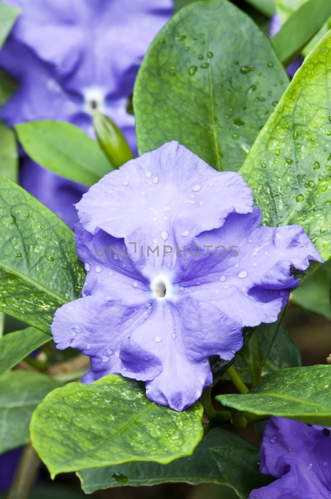 Tropical Blue flowers among green leaves