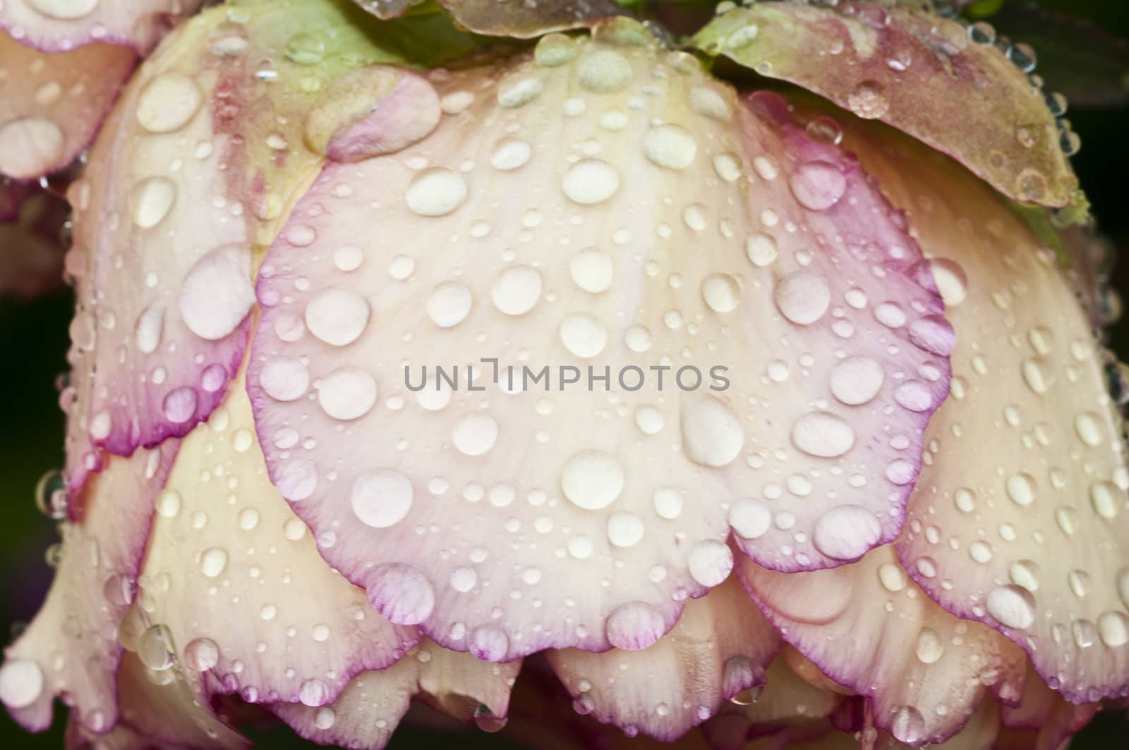 Rain drops on pink and yellow flower petals