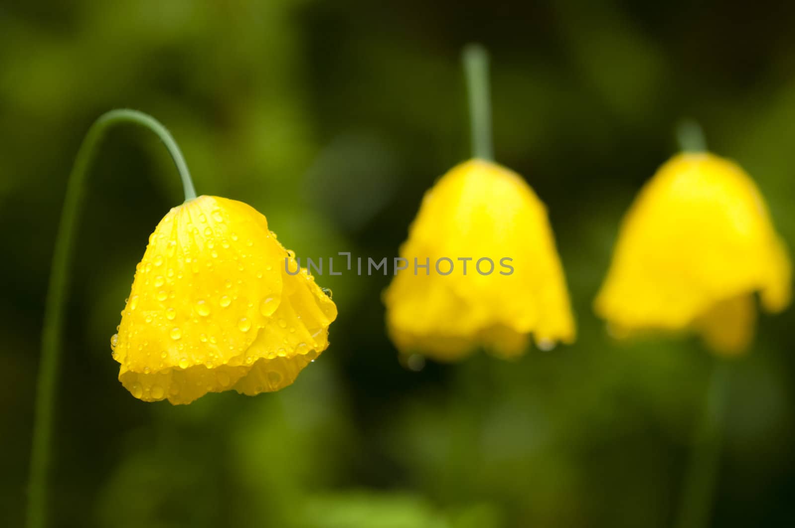 Yellow poppy flowers under the rain