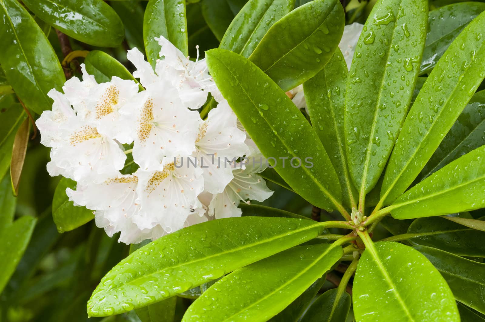 Azalea white ornamental flowers and green leaves under the rain