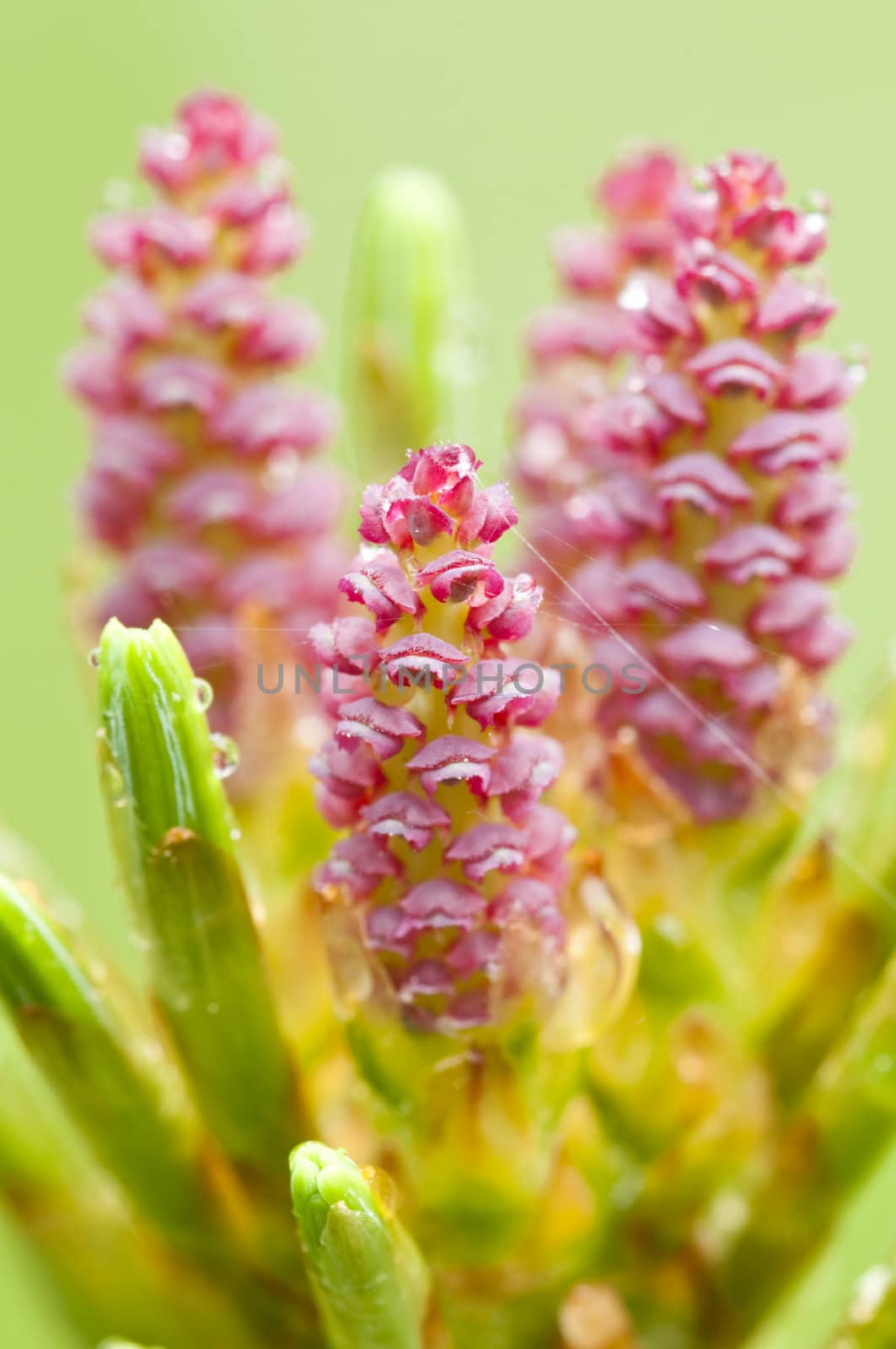 Flowers of a coniferous pine tree