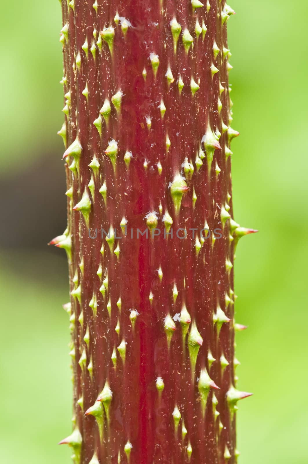 Small green thorns on a red stem