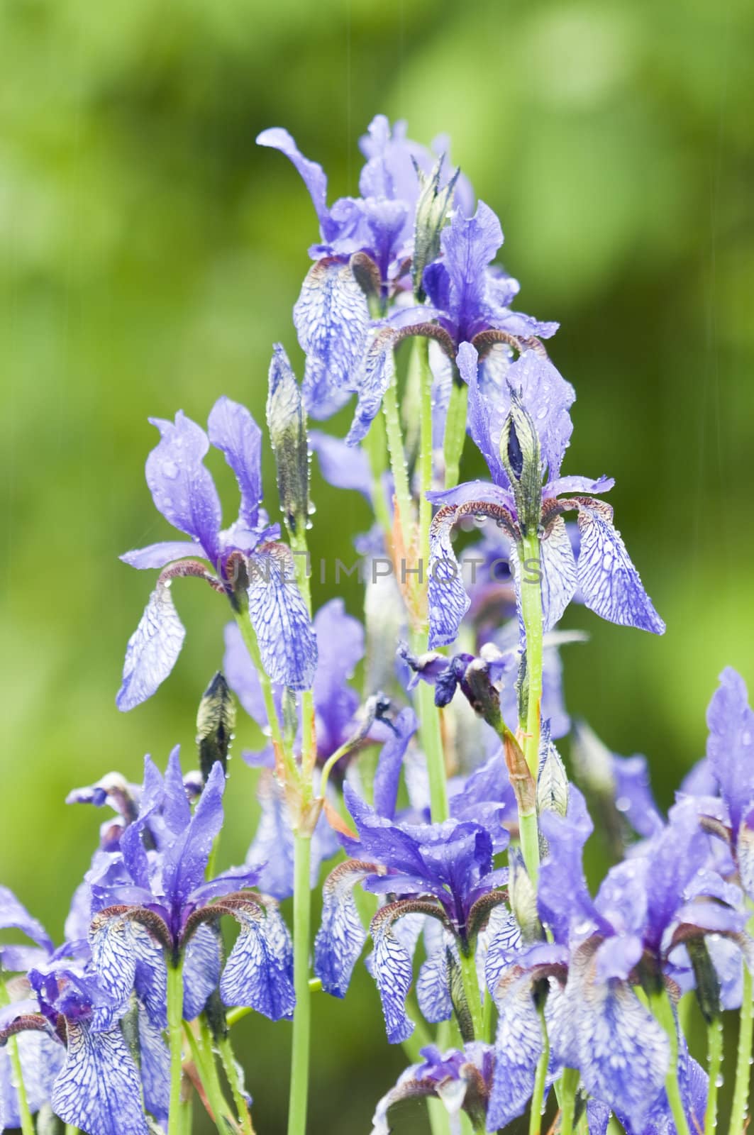 Iris, blue flowers under the rain